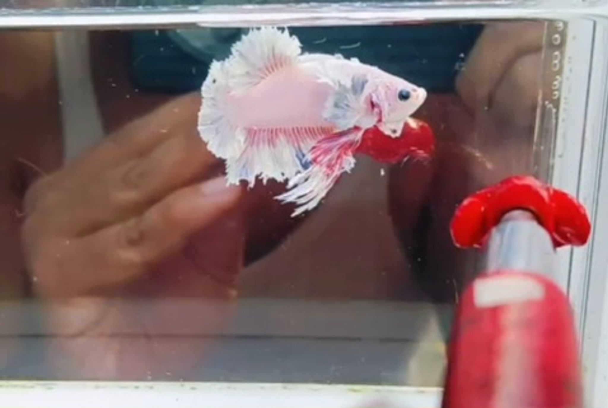 King feathertail pink(pk)
