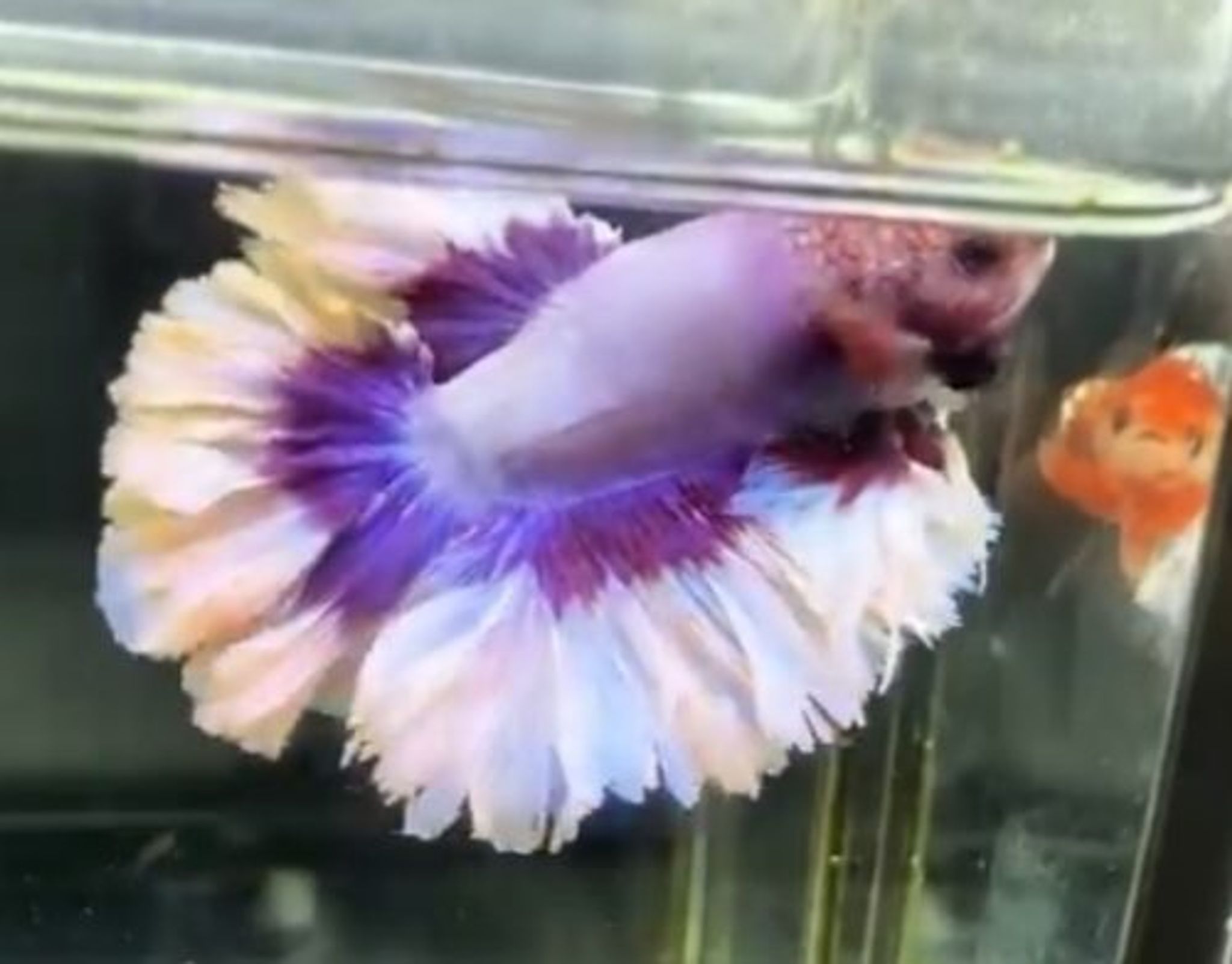 King rosetail purple butterfly