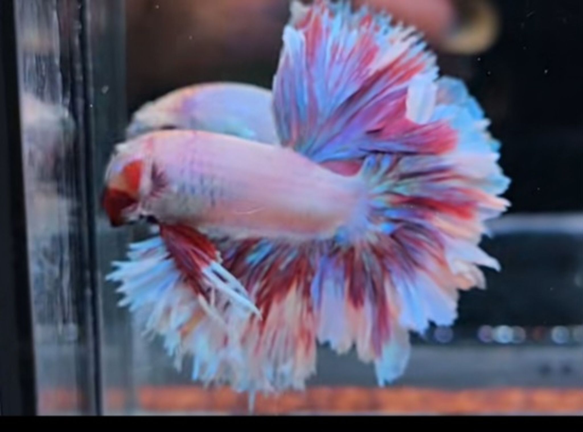King rosetail