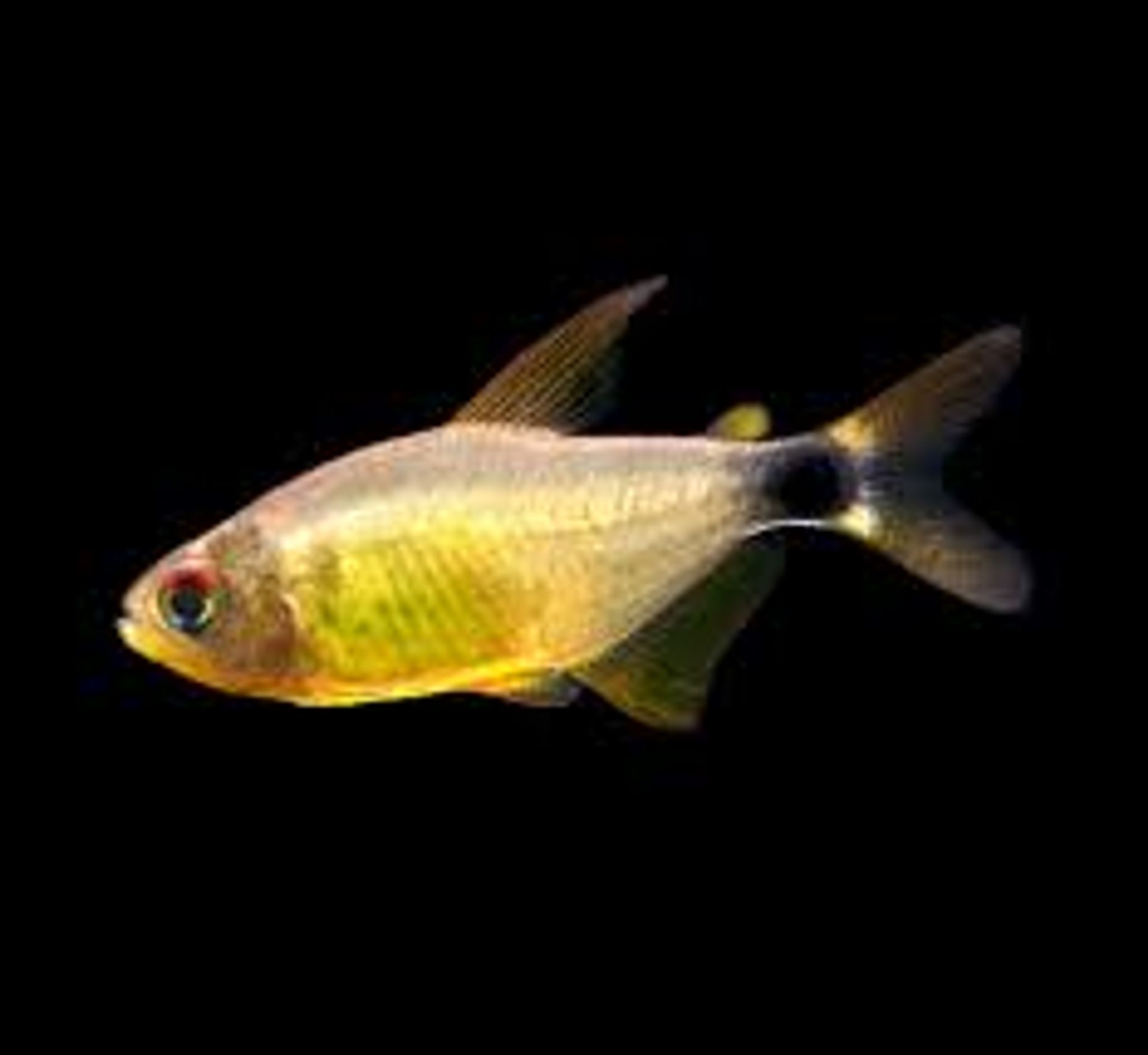 Kitty Tetra