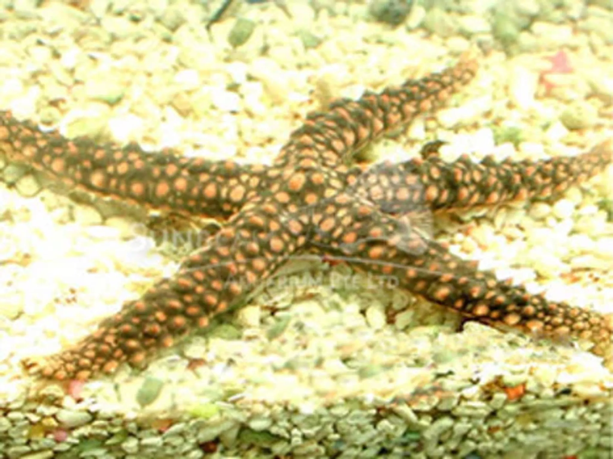 Knob sea starfish 8-15cm