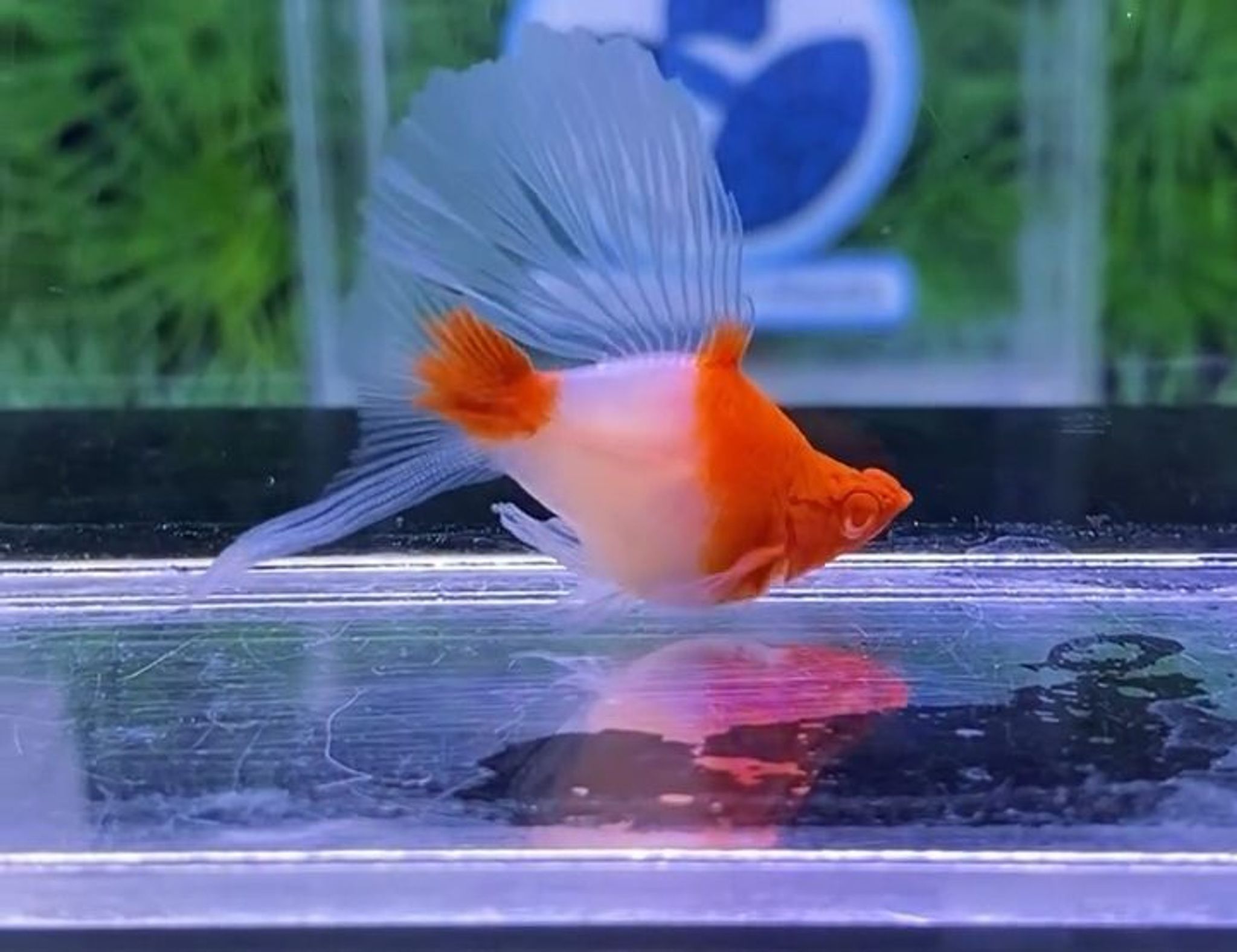 Kohaku Ballon Highfin