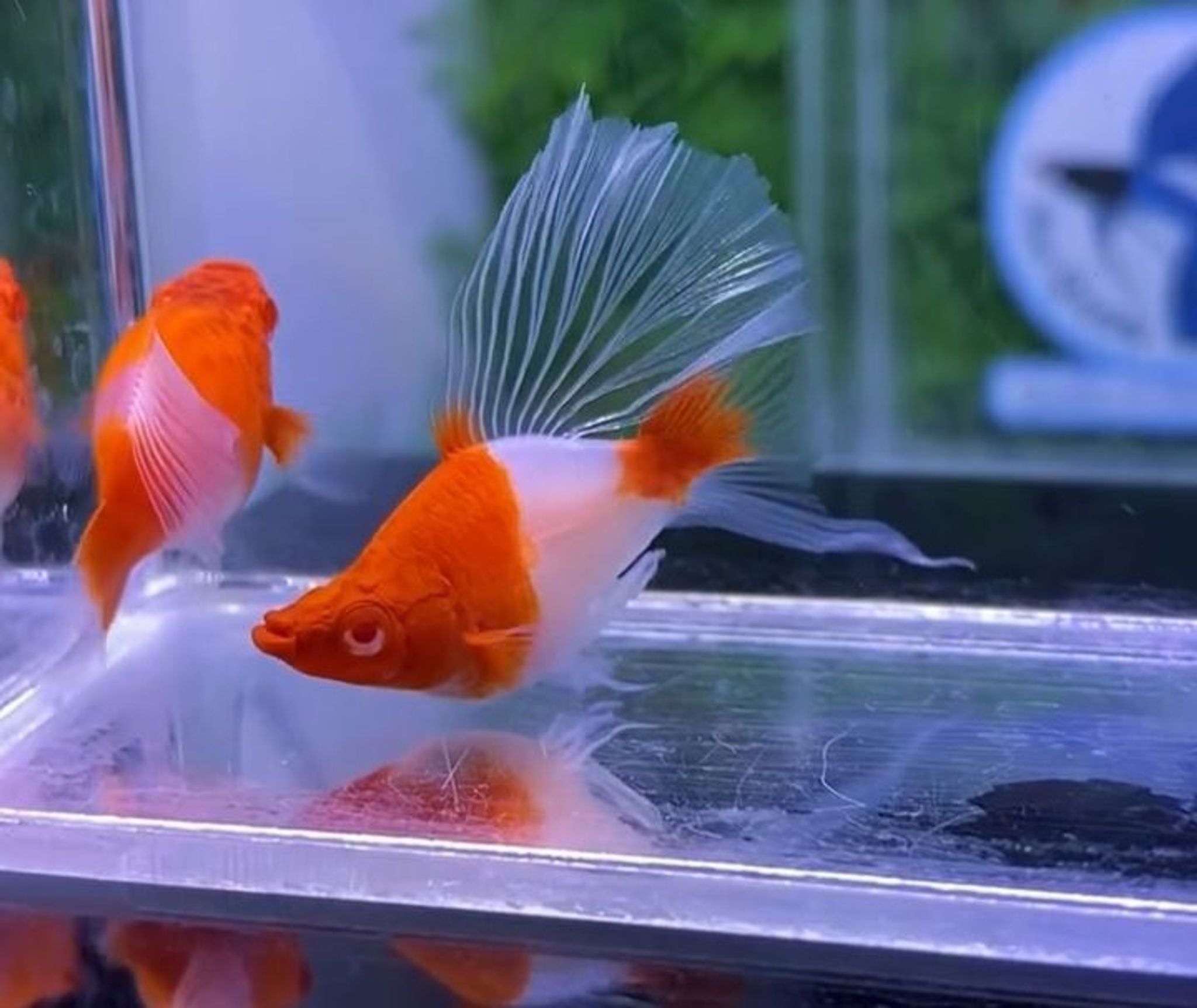 Kohaku Ballon Highfin