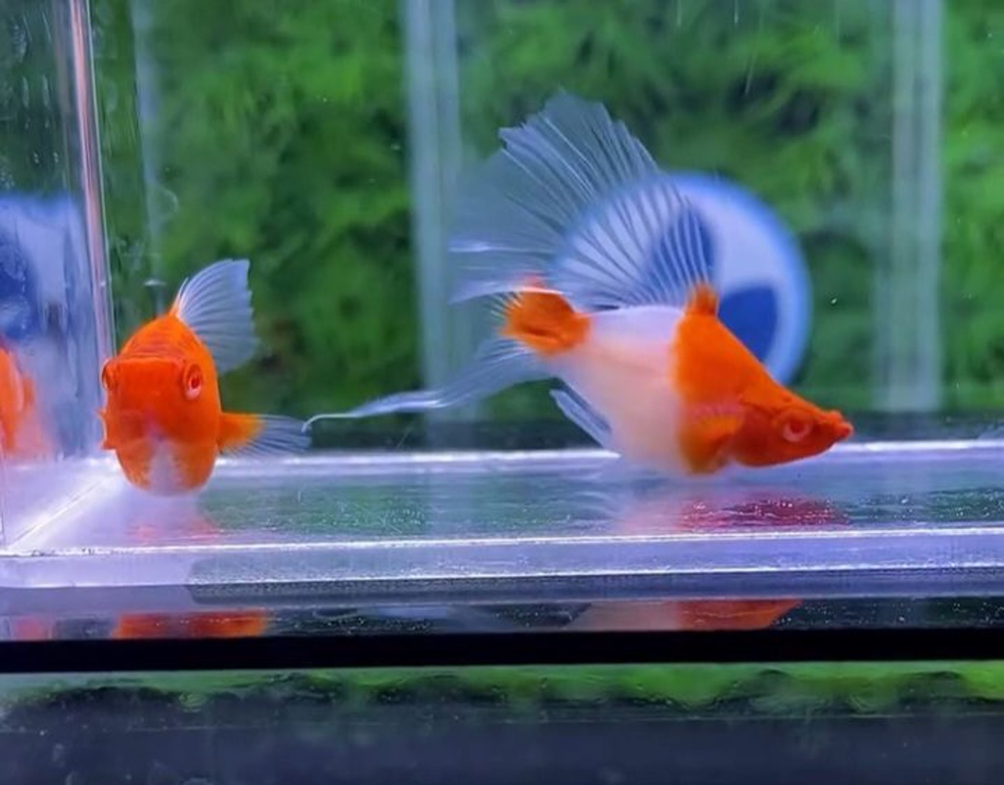 Kohaku Ballon Highfin