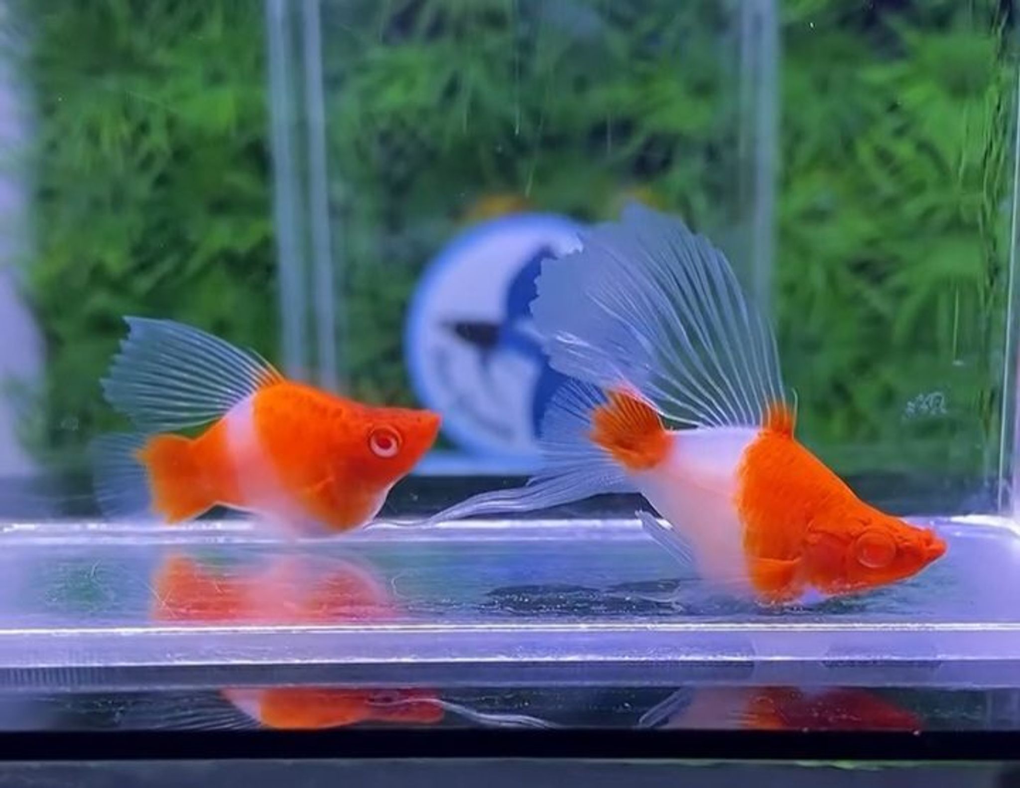 Kohaku Ballon Highfin
