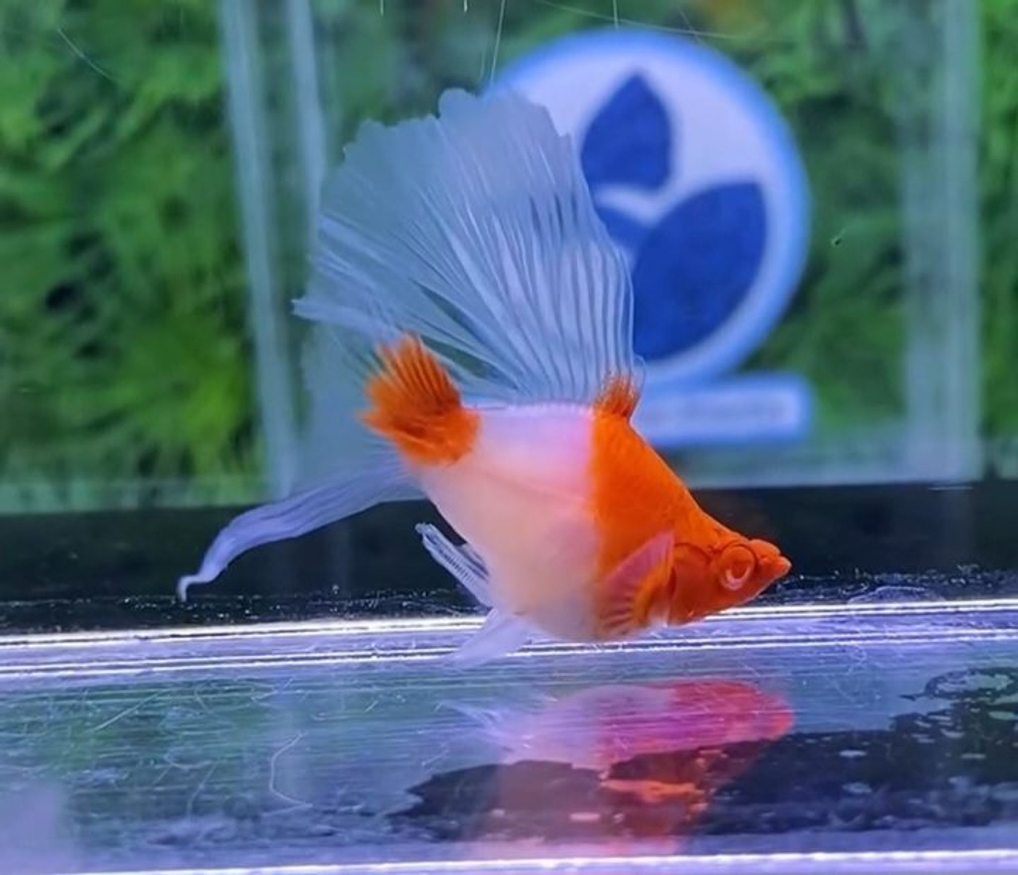 Kohaku Ballon Highfin