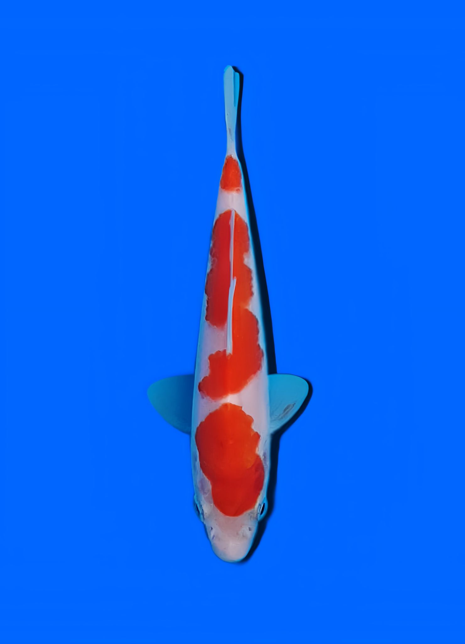 Kohaku Koi