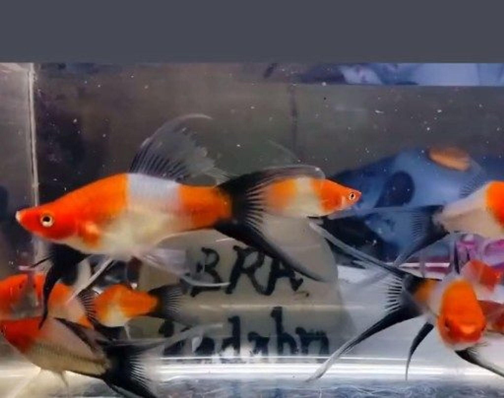 Kohaku wag lyretail platy
