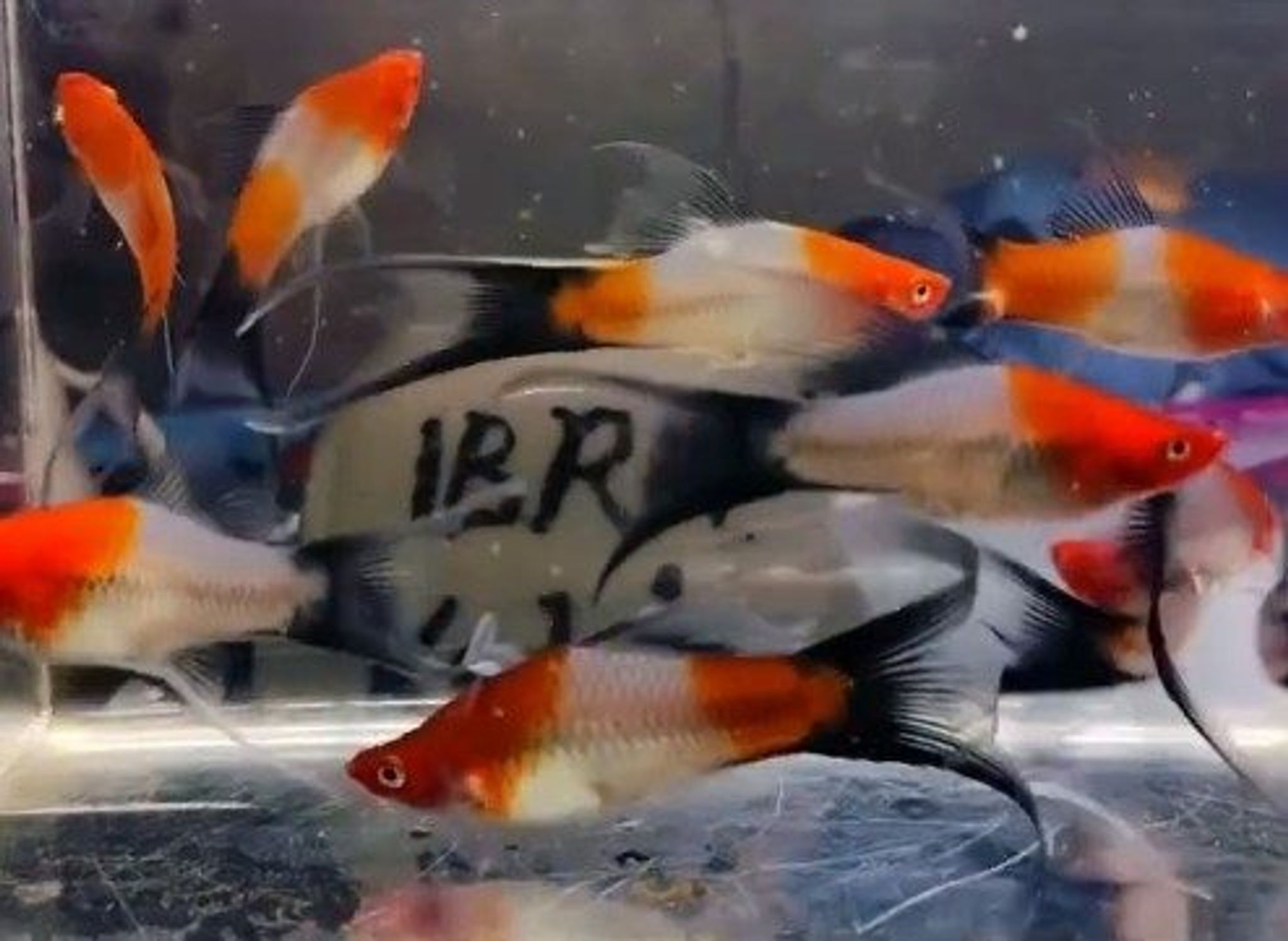 Kohaku wag lyretail platy
