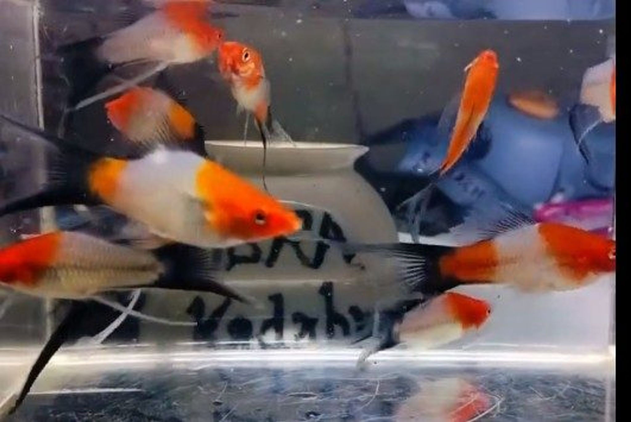 Kohaku wag lyretail platy