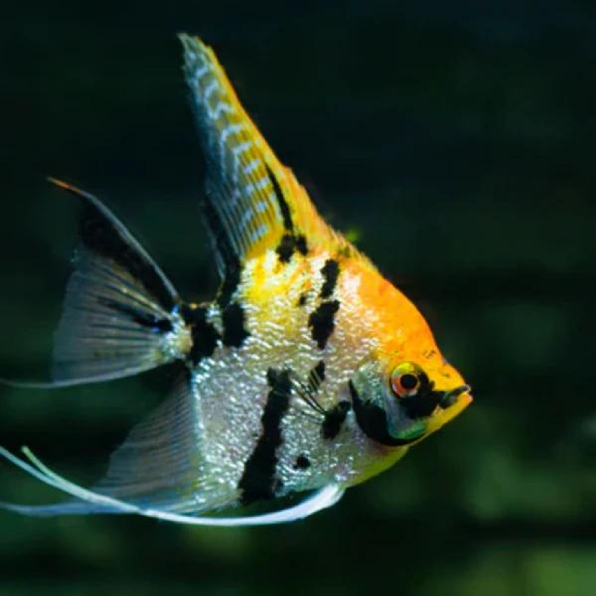 Koi Angelfish M