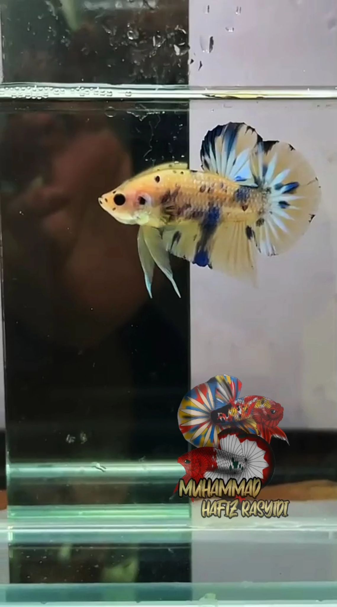 Koi Metallic