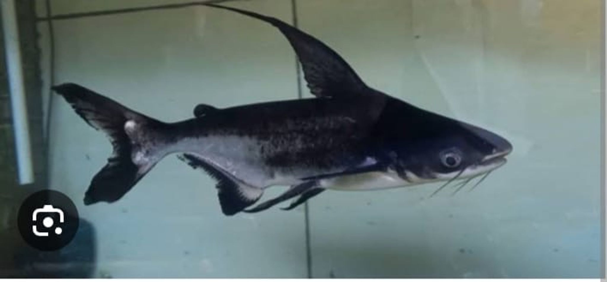 Kongming Shark Pangasius