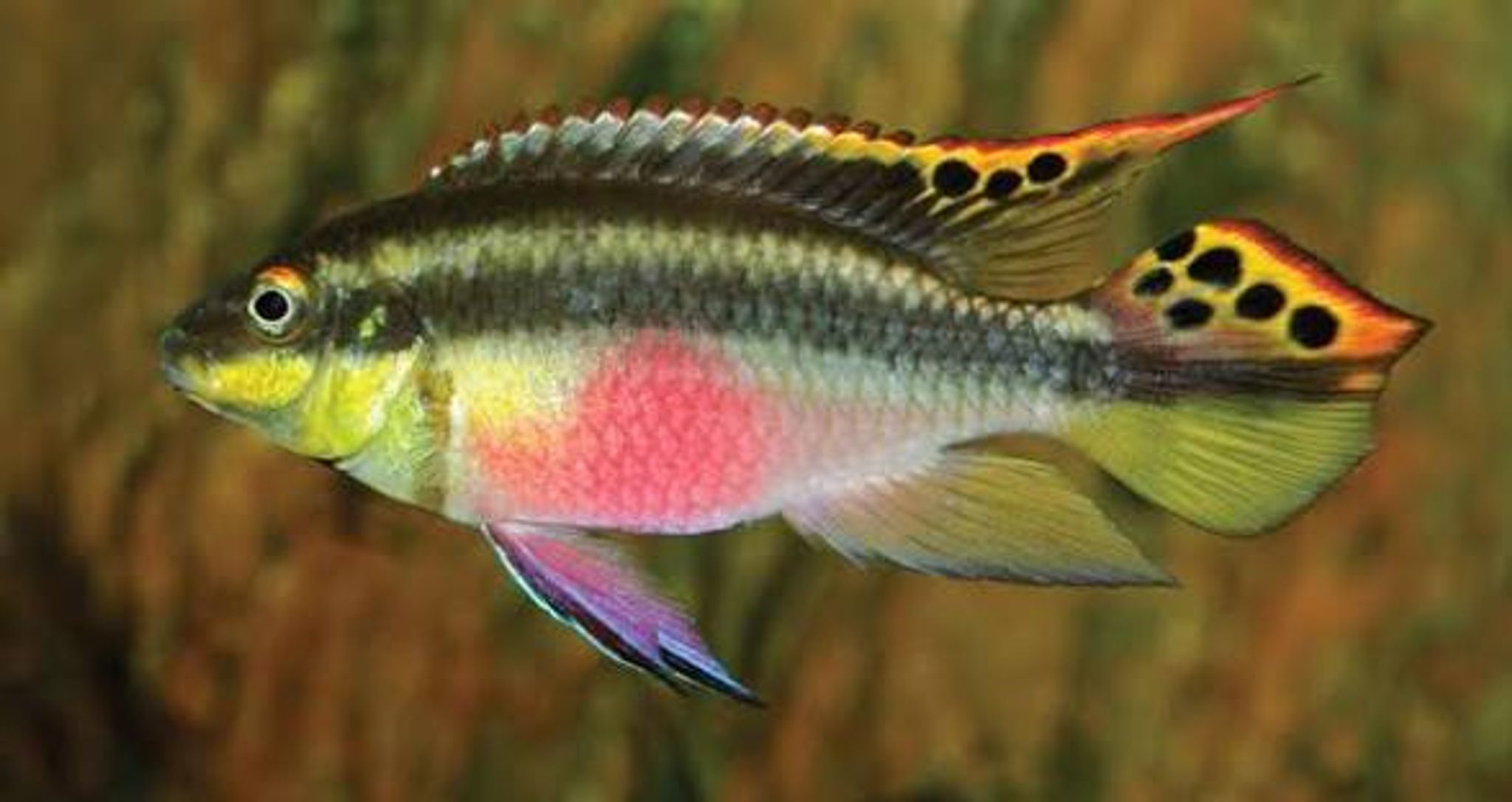 Kribensis Cichlid