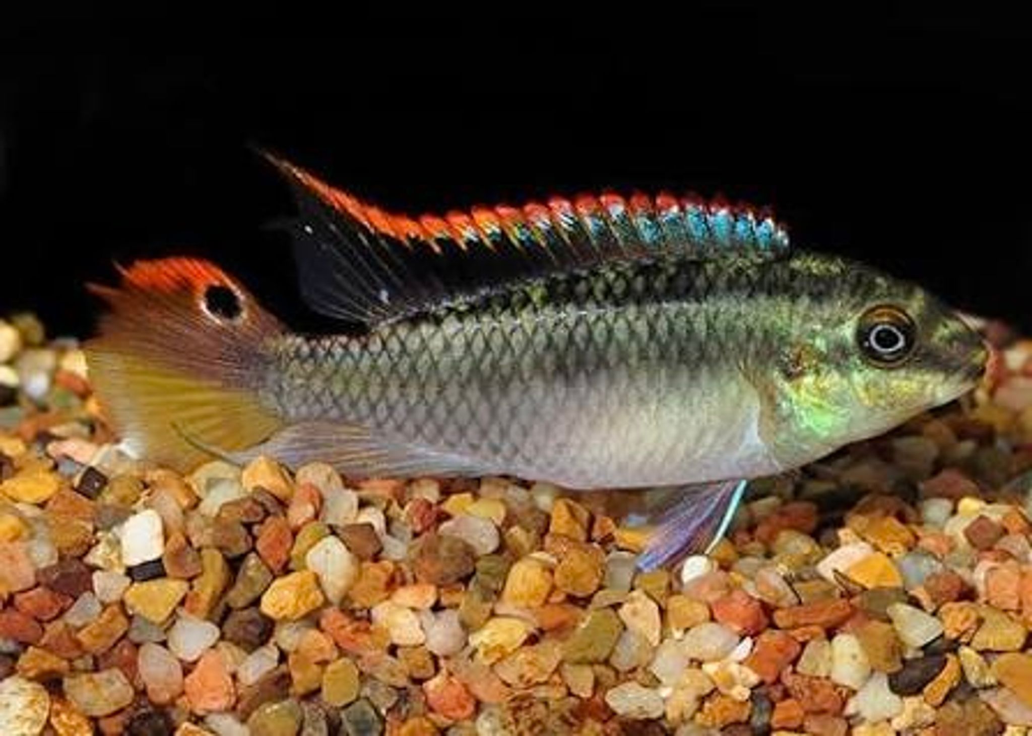 Kribensis Cichlid