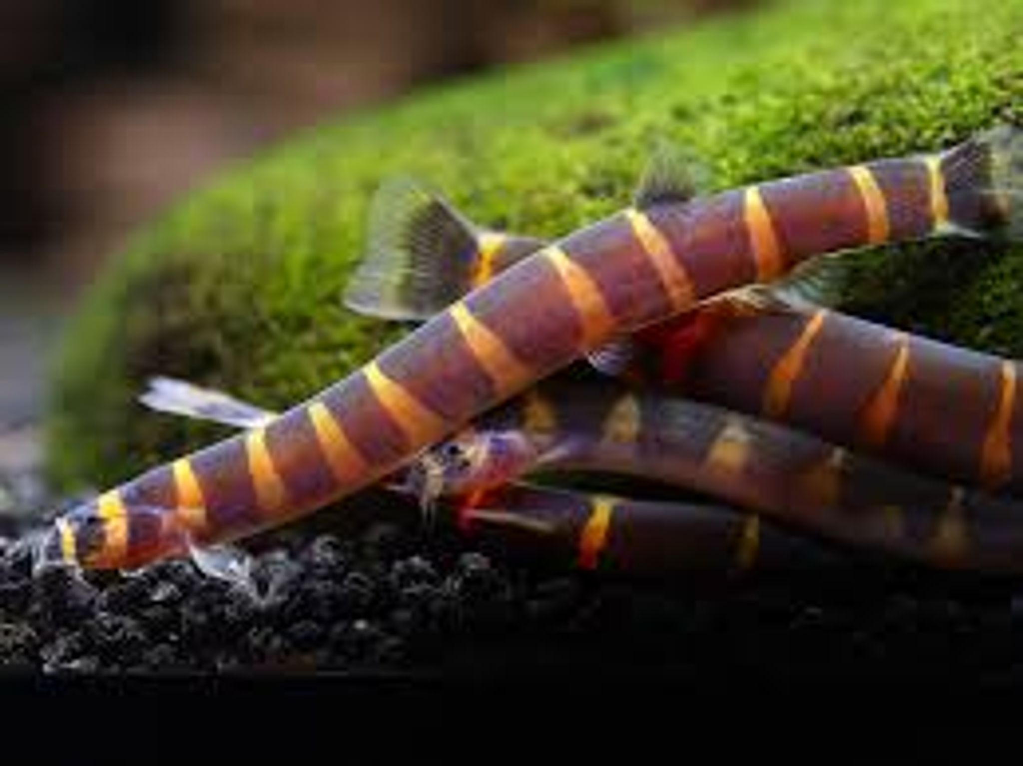 Kuhlii Loach