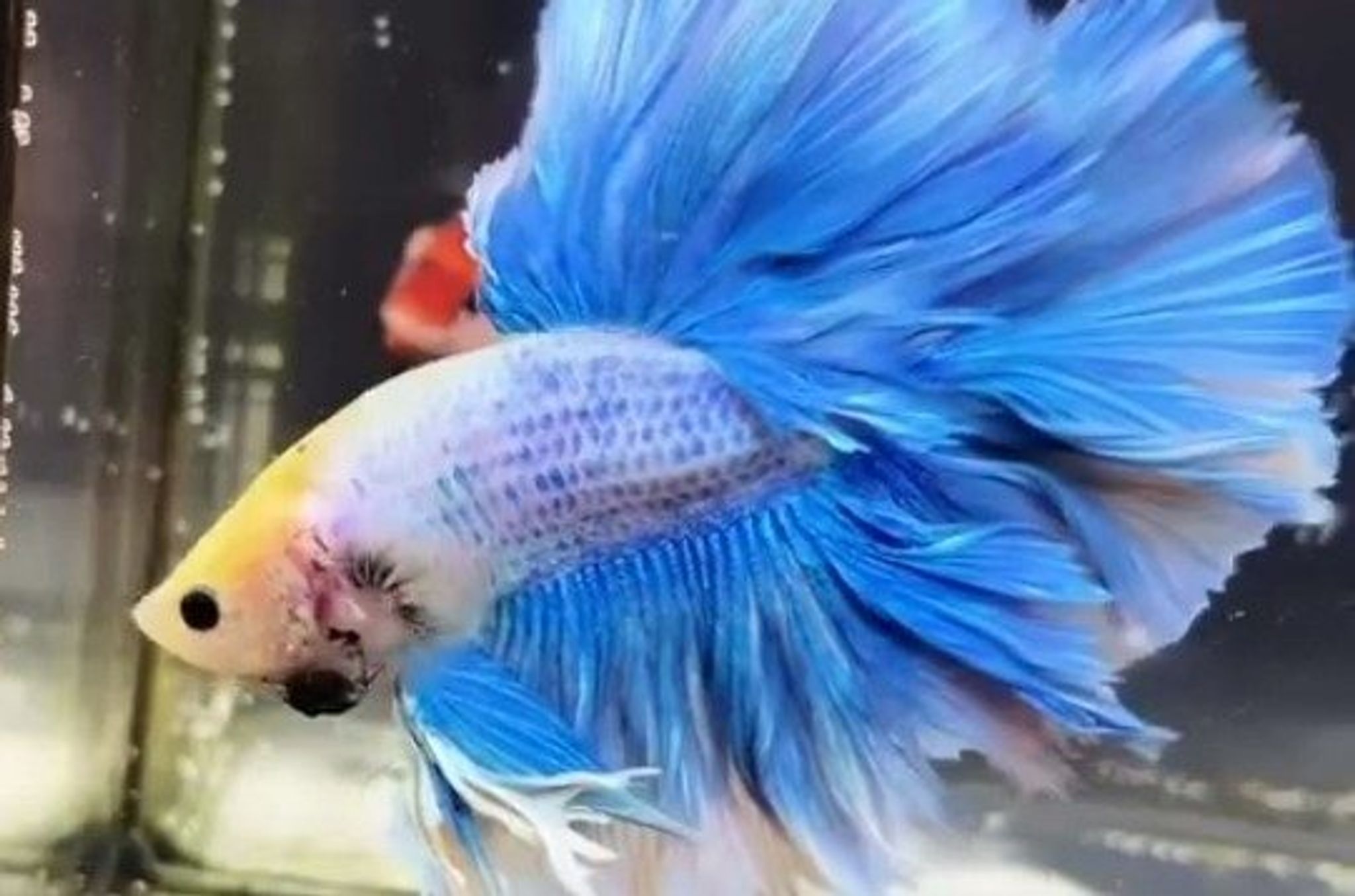 Kung Rosetail Grizzle