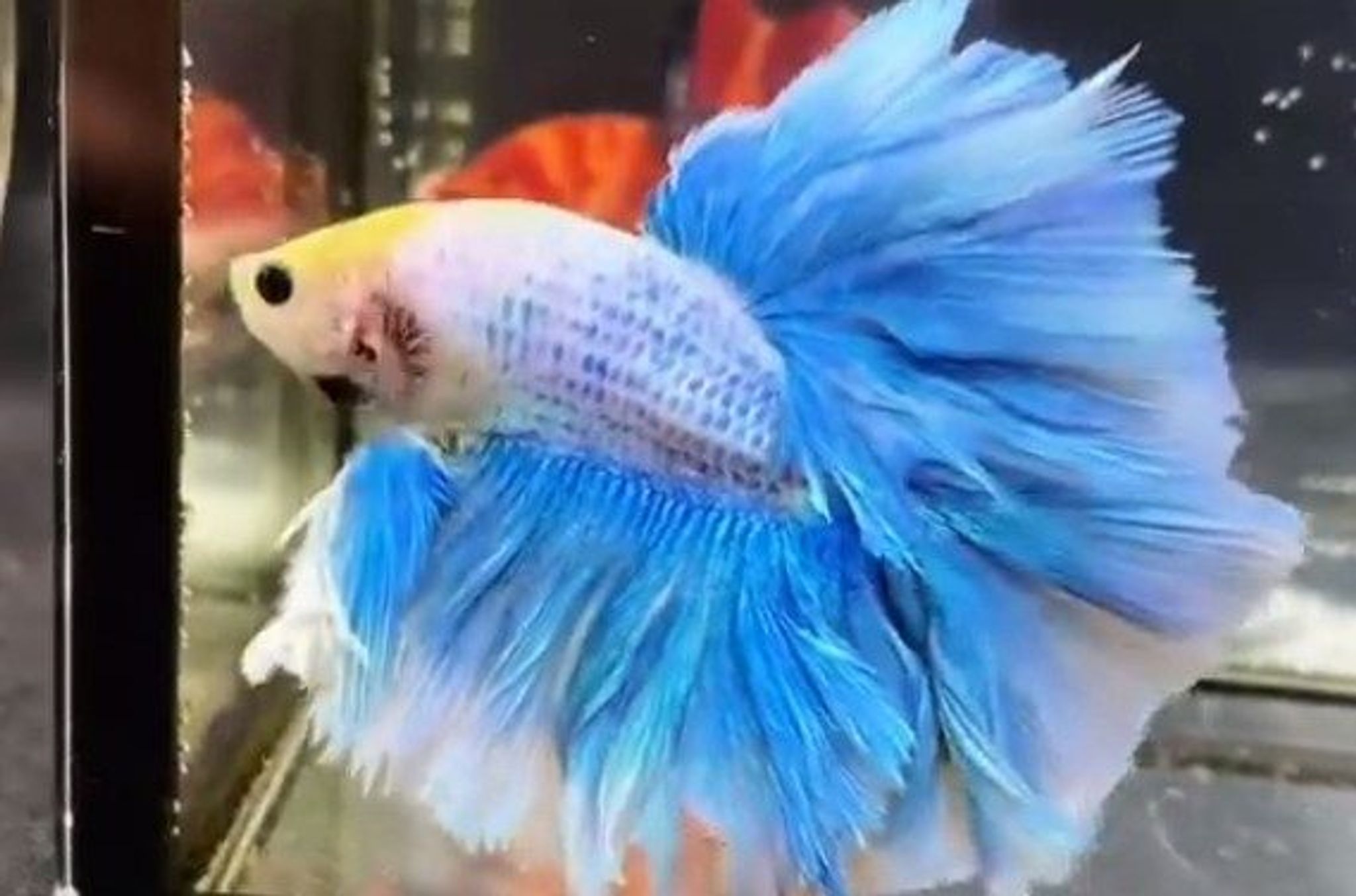 Kung Rosetail Grizzle