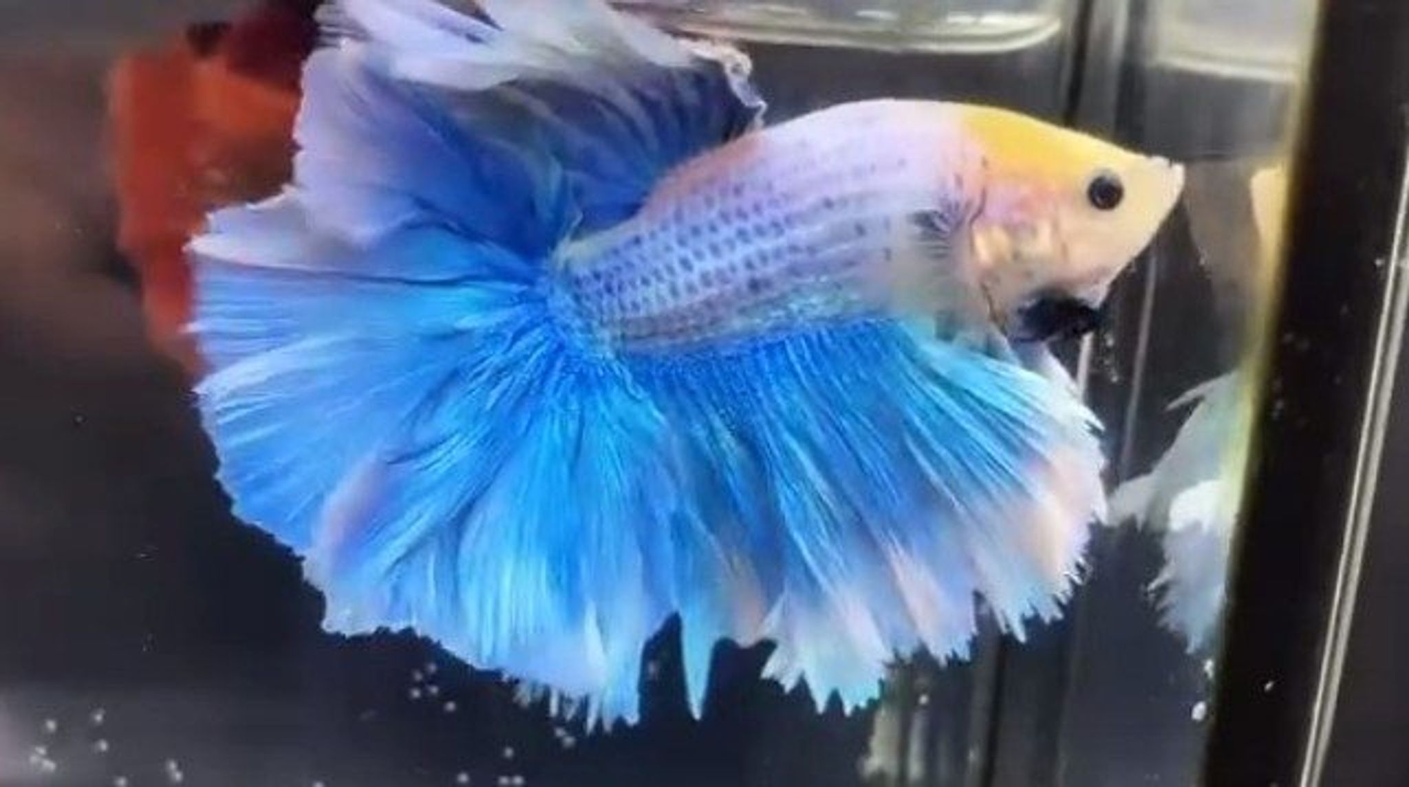 Kung Rosetail Grizzle