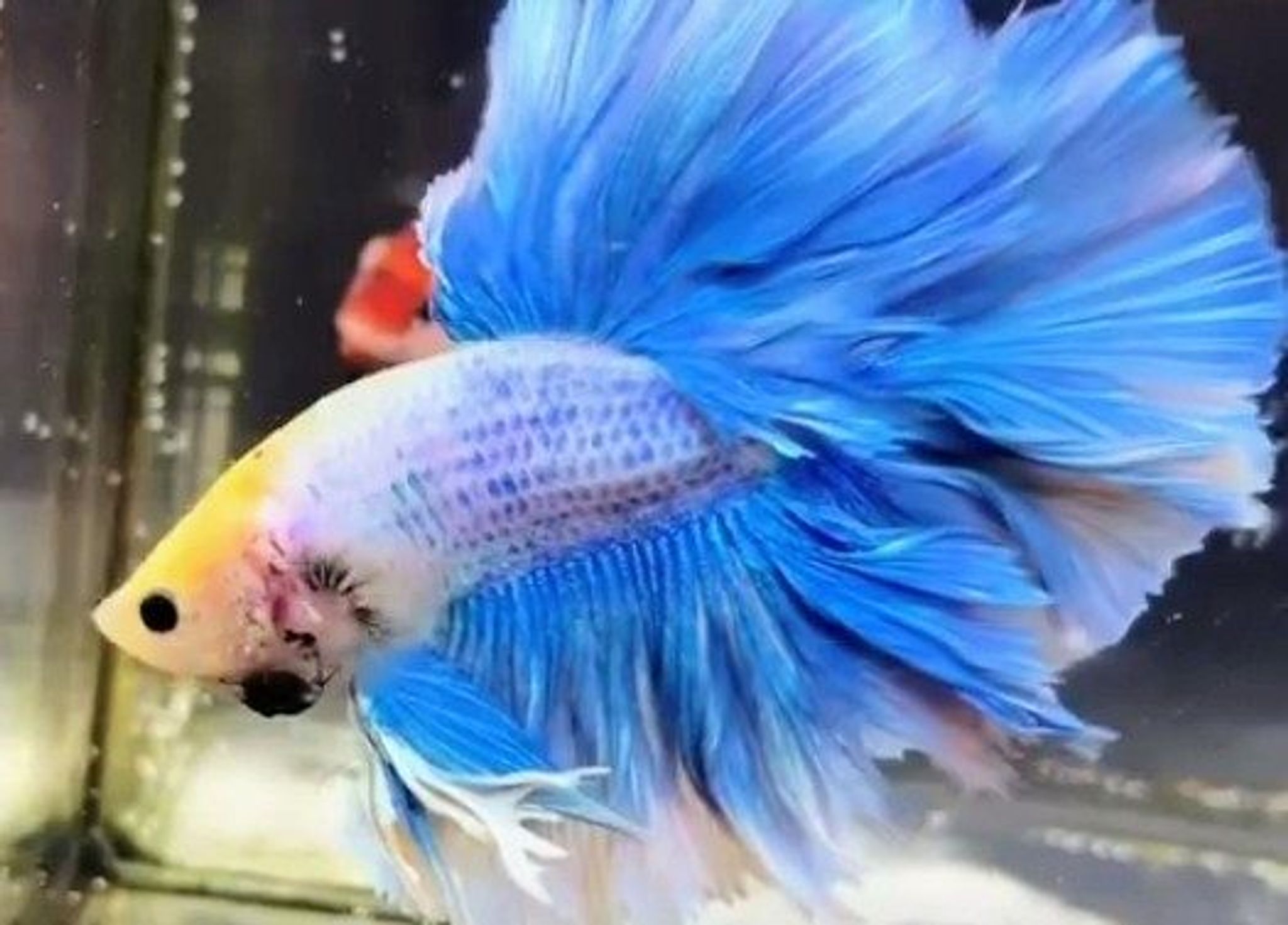 Kung Rosetail Grizzle