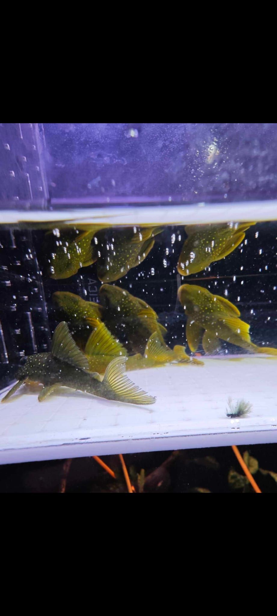 L200 phantom pleco