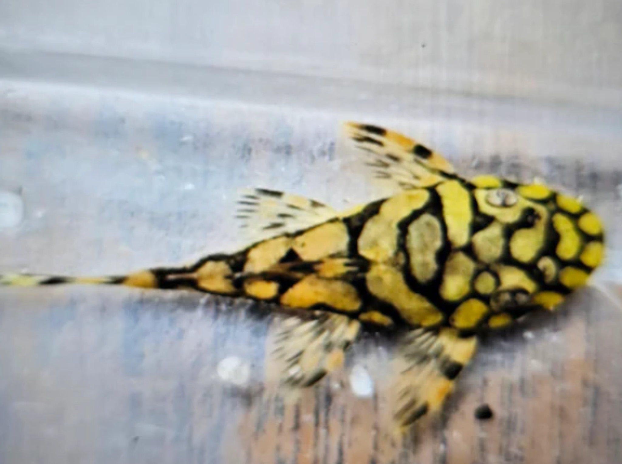 L519 pleco 5cm