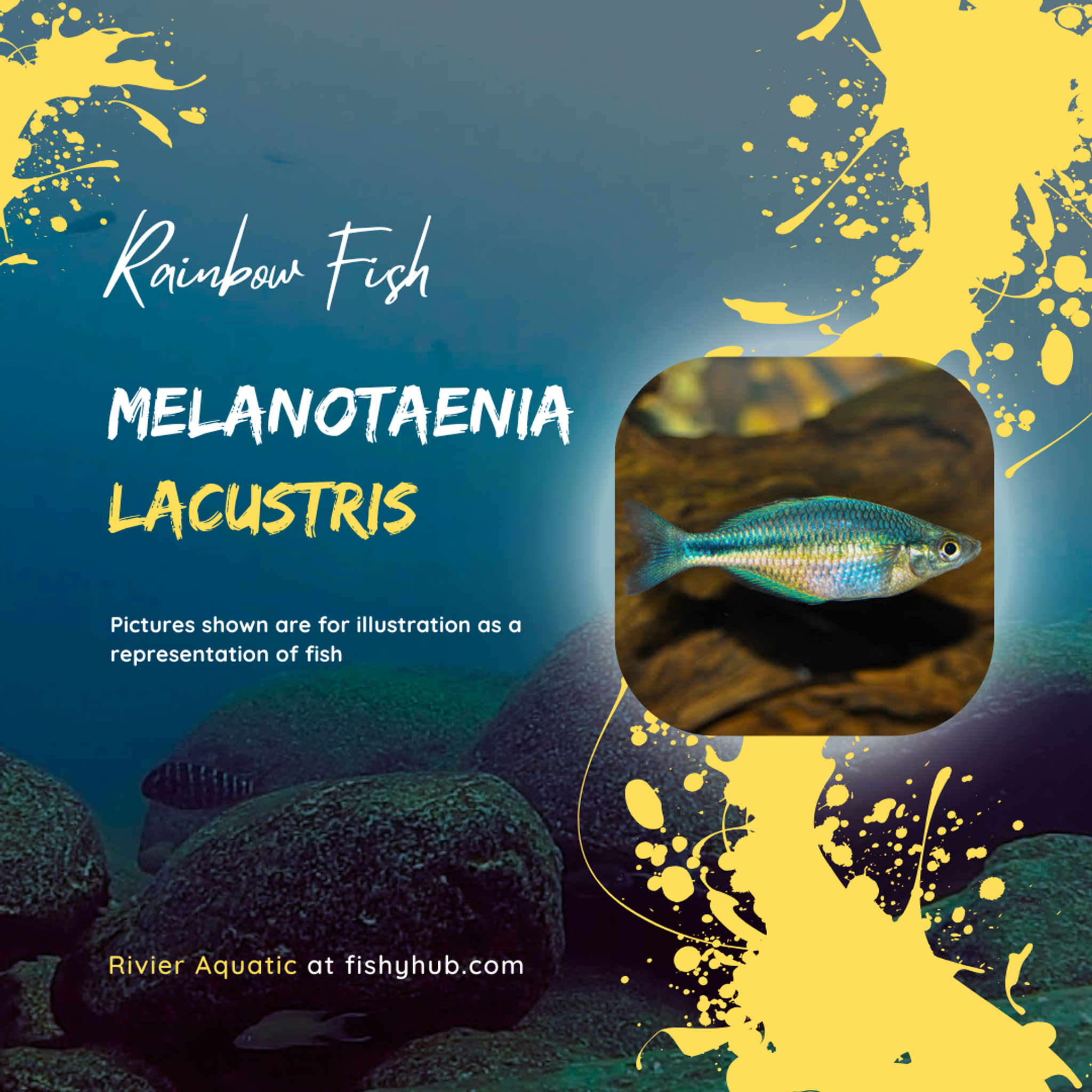 Lake Kutubu Rainbowfish (Melanotaenia Lacustris)