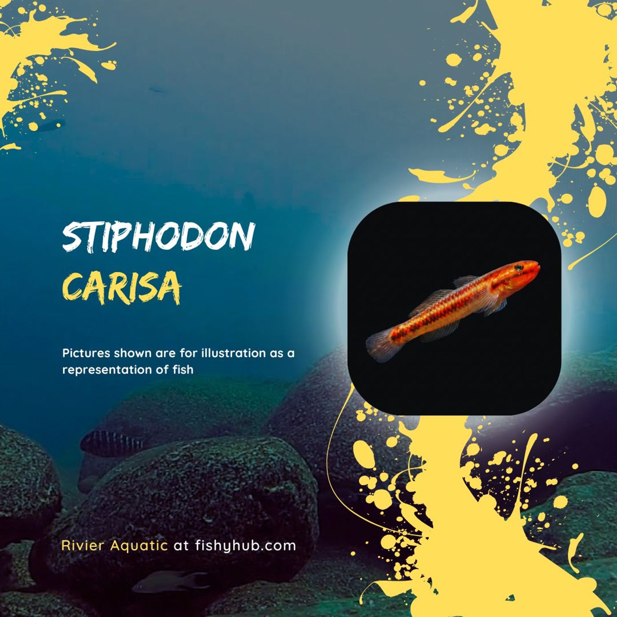 Lampung Hill-Stream Goby (Stiphodon Carisa)