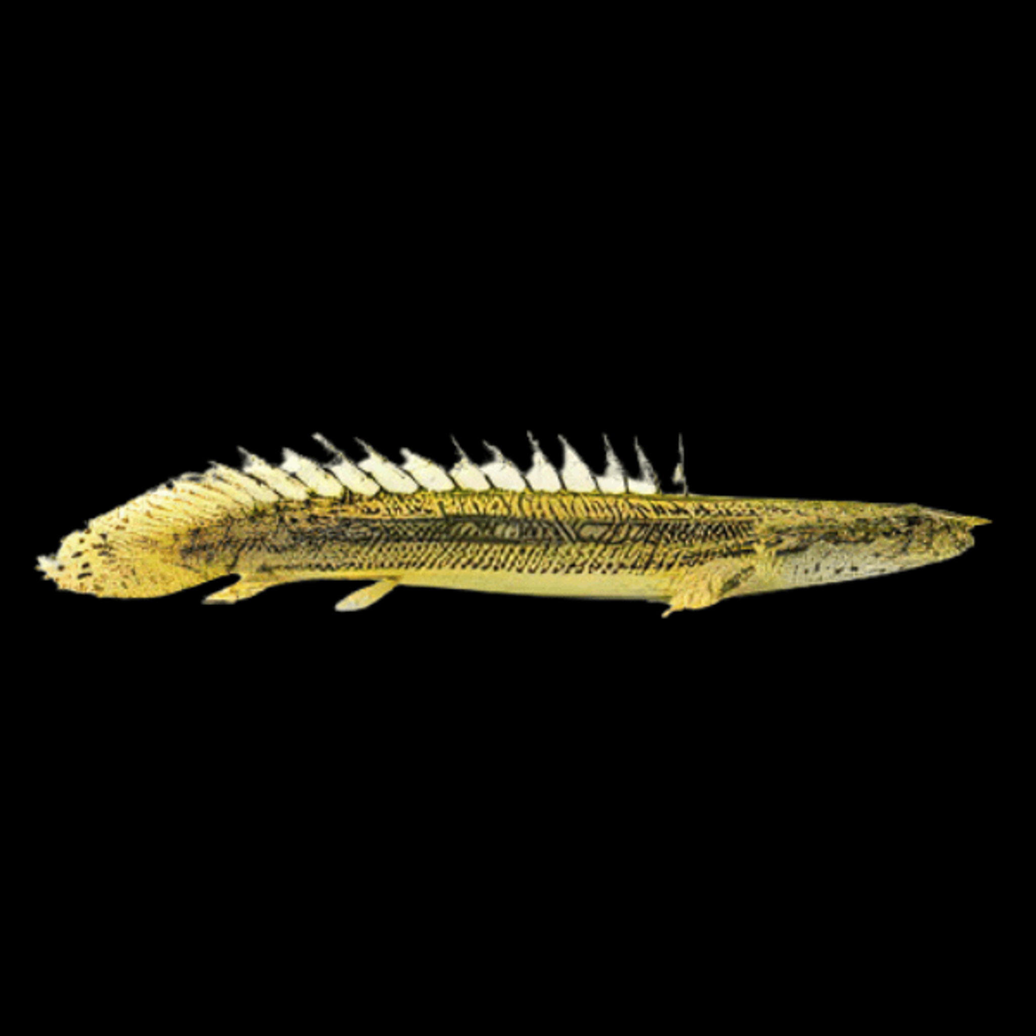 Lapradei Bichir