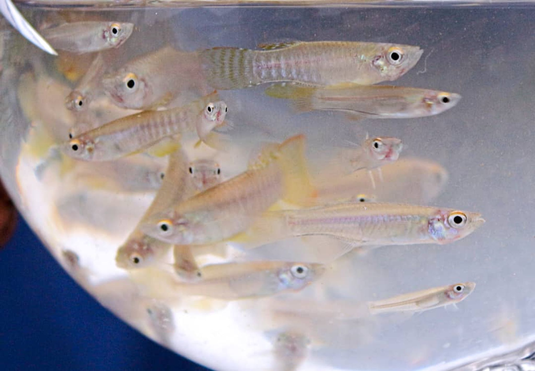 Large lampeyes (Aplocheilichthys spilauchen)