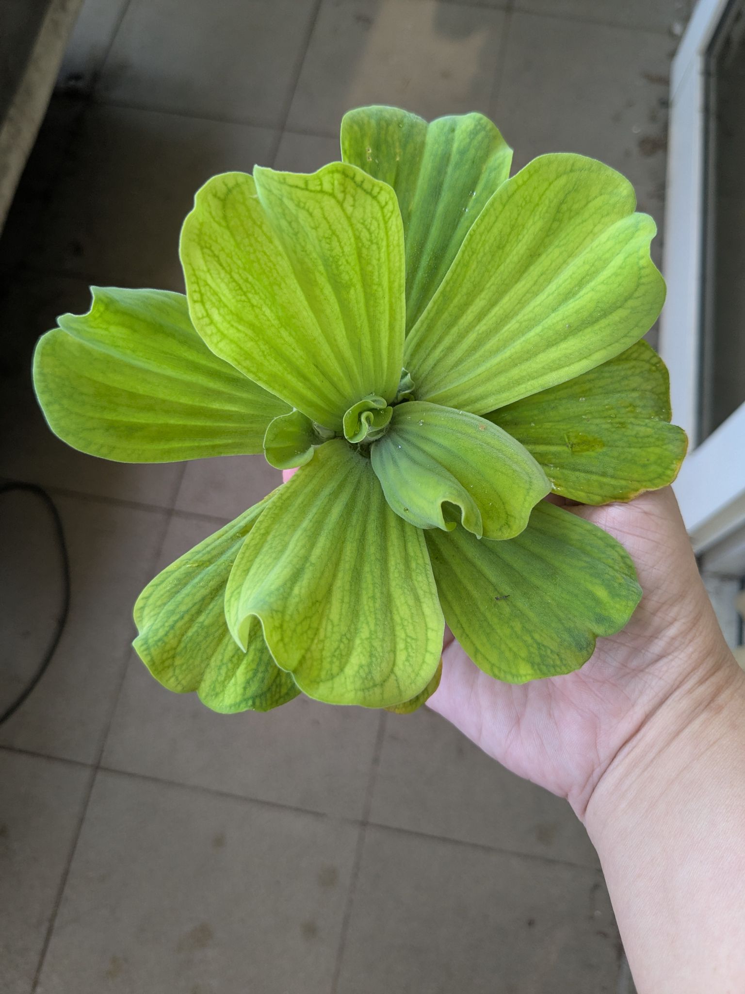 Large organic water lettuces (4 for $2)