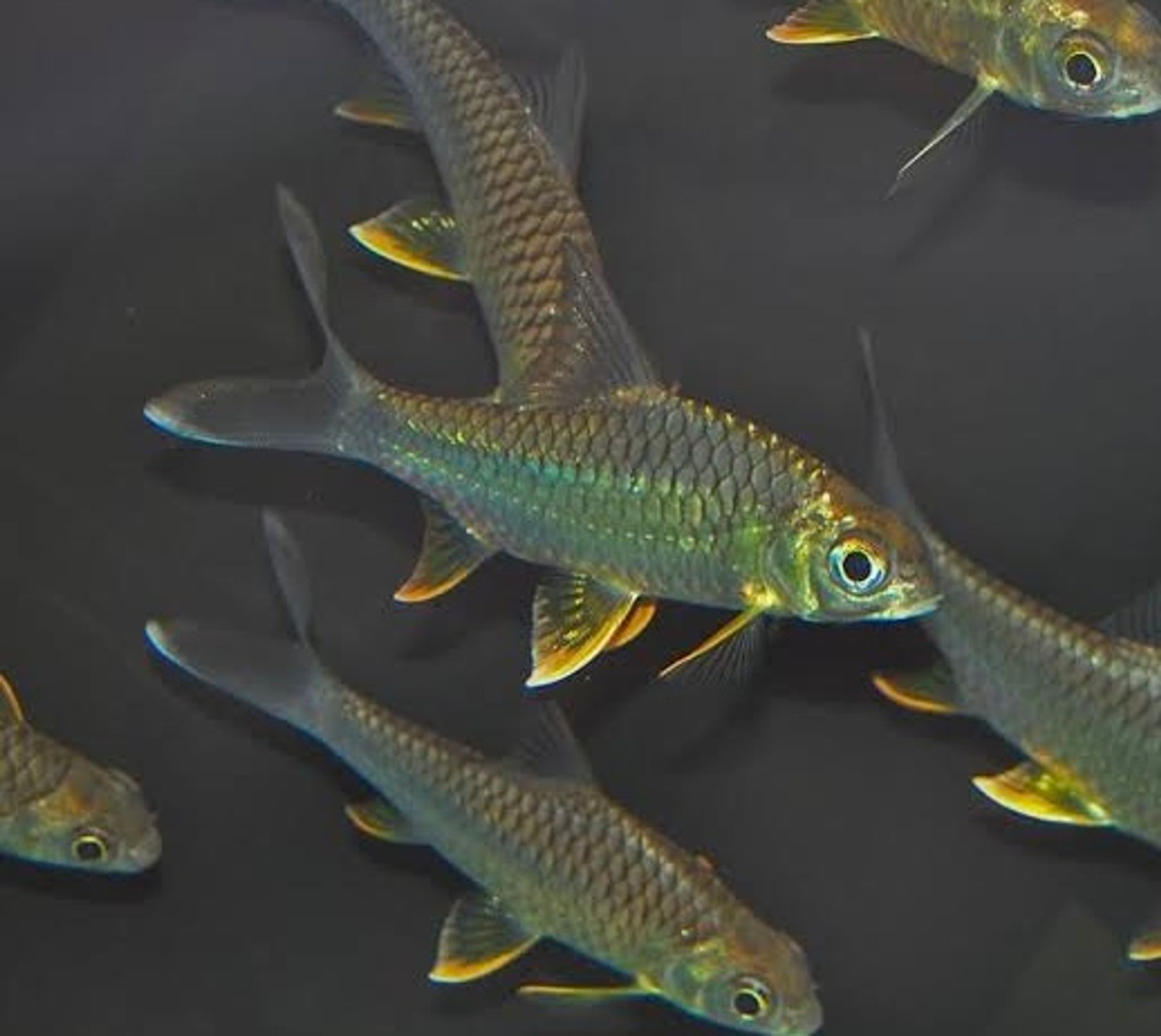 Lemon Belly Barb