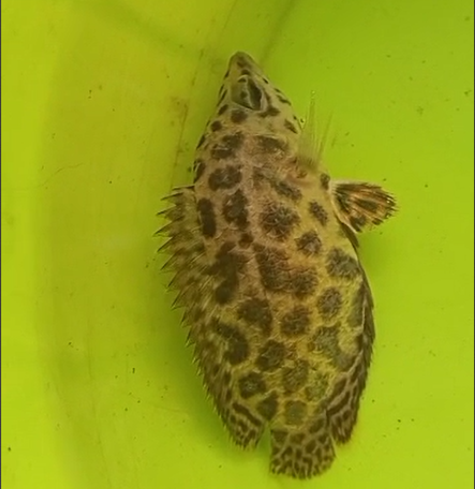 Leopard Bush Fish Gourami (Ctenopoma acutirostris)