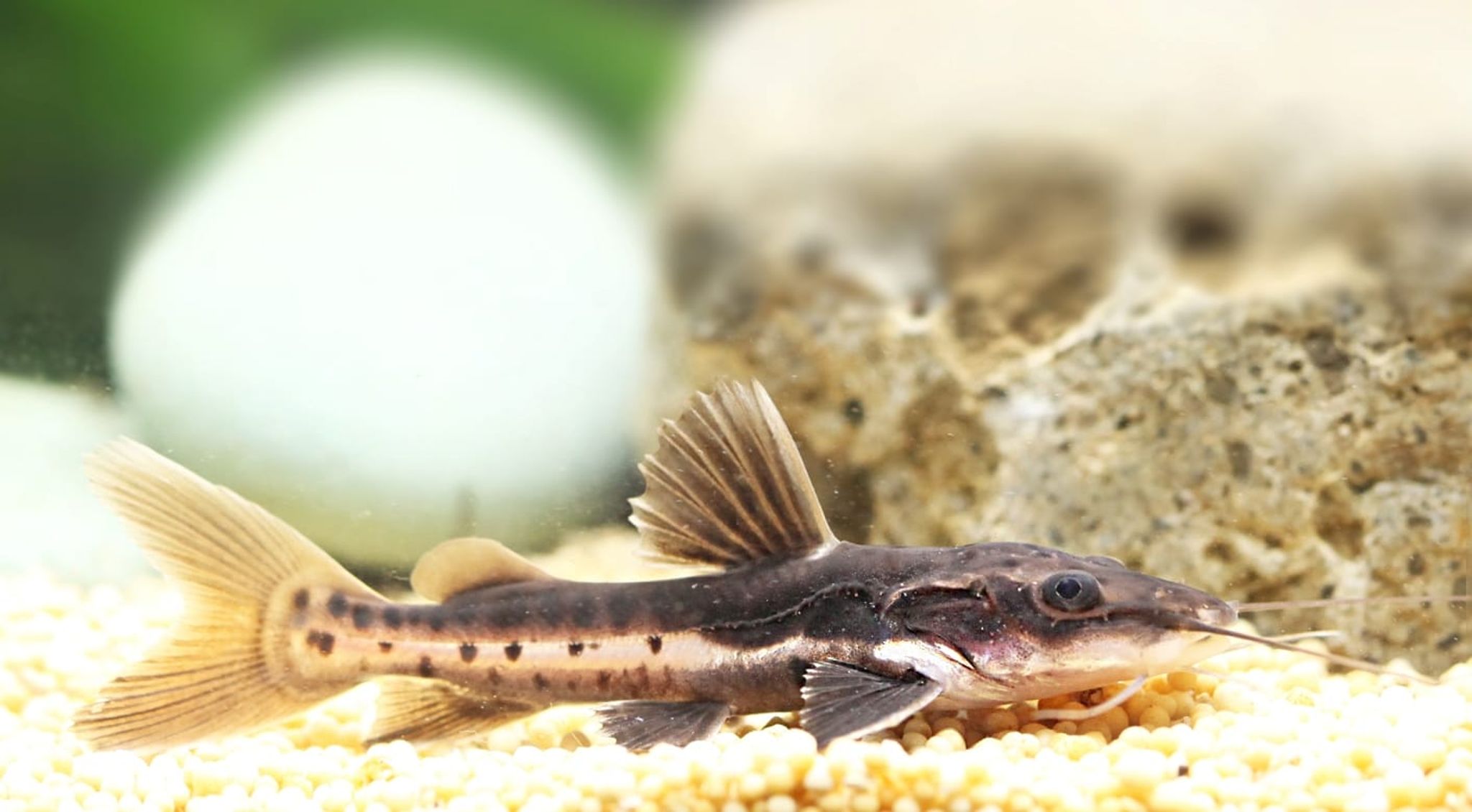 Leopard Catfish
