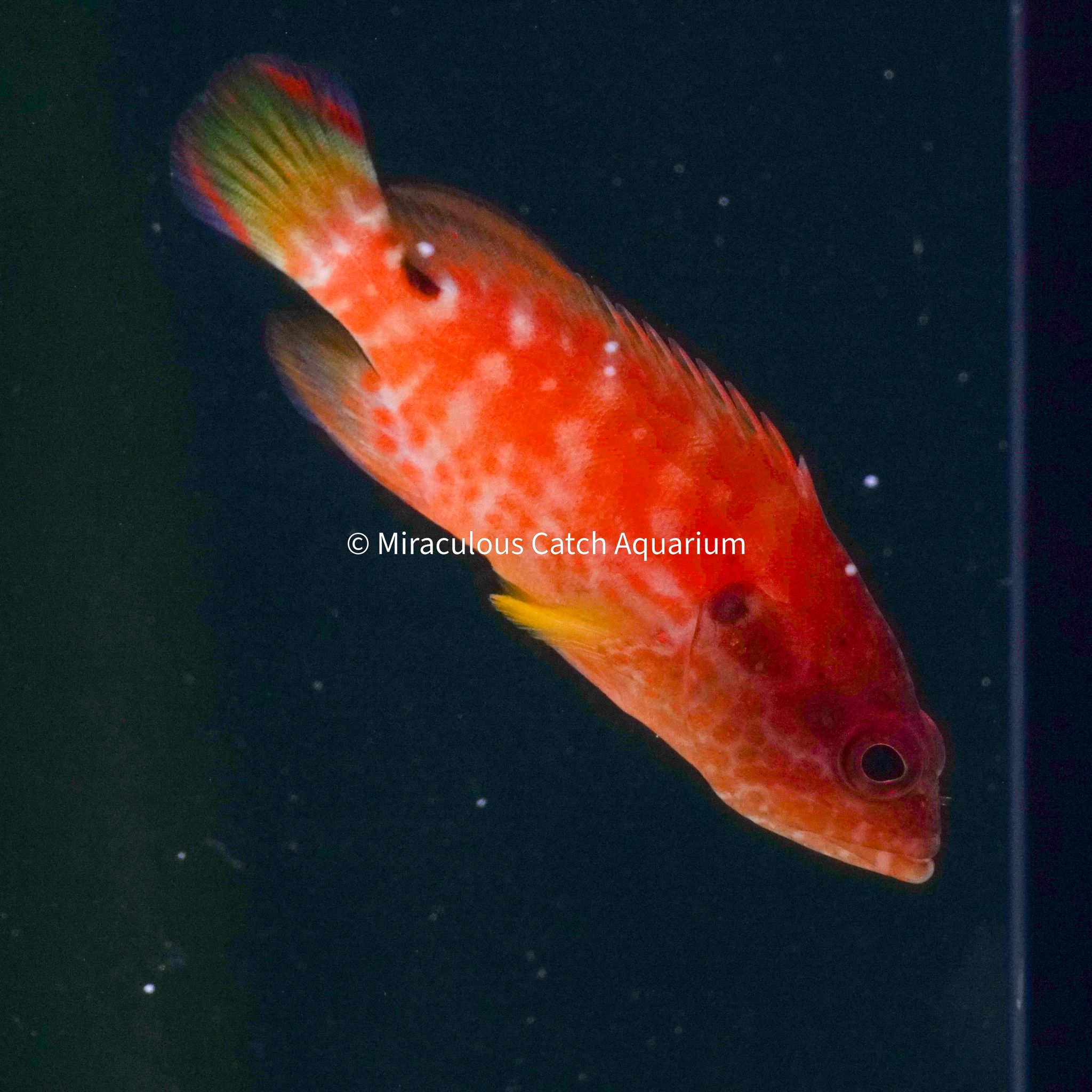 Leopard Grouper