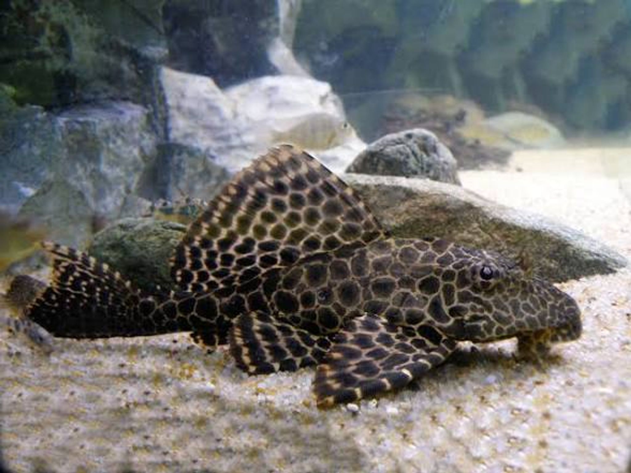 Leopard Sucker