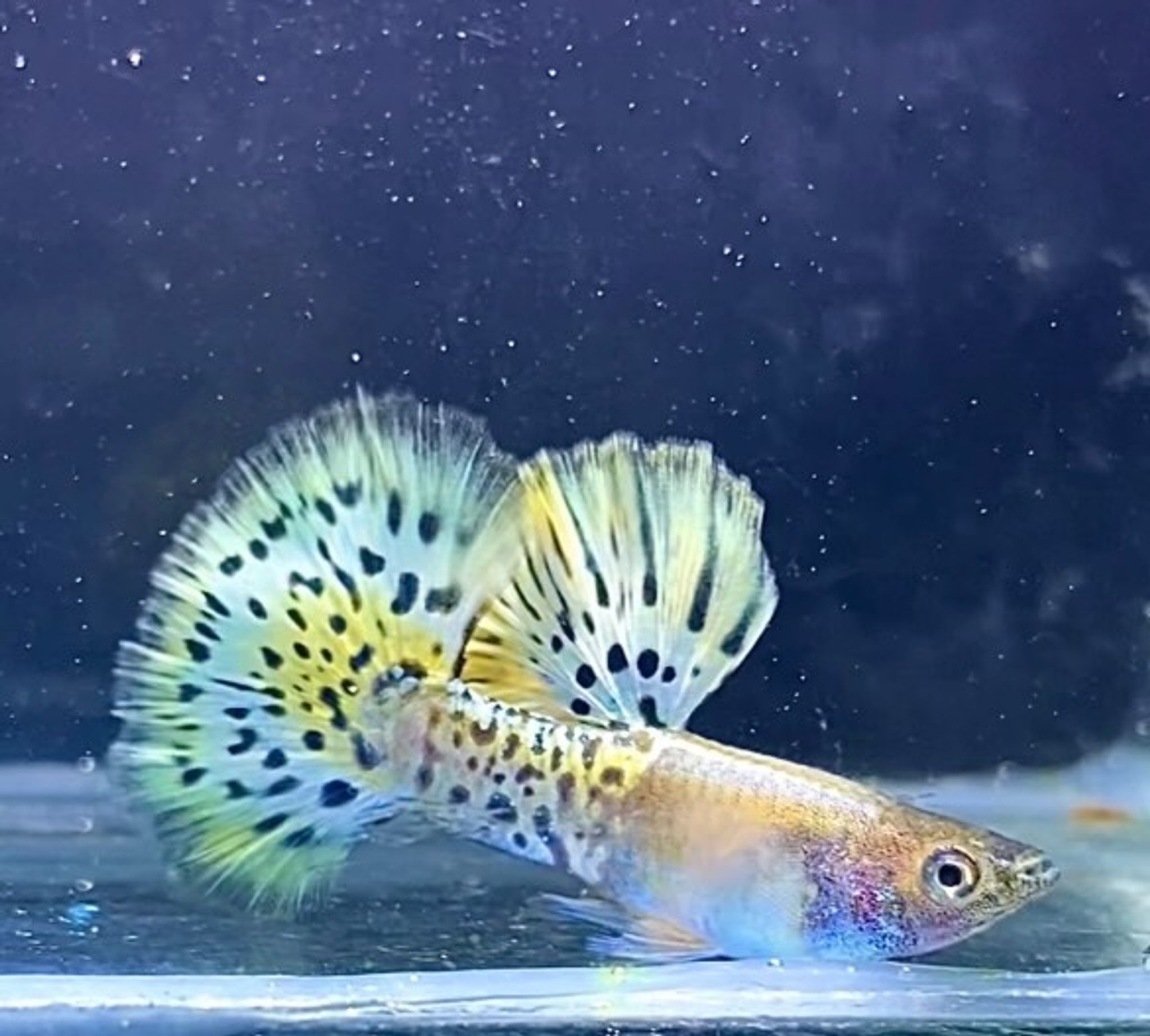 Metal Leopard