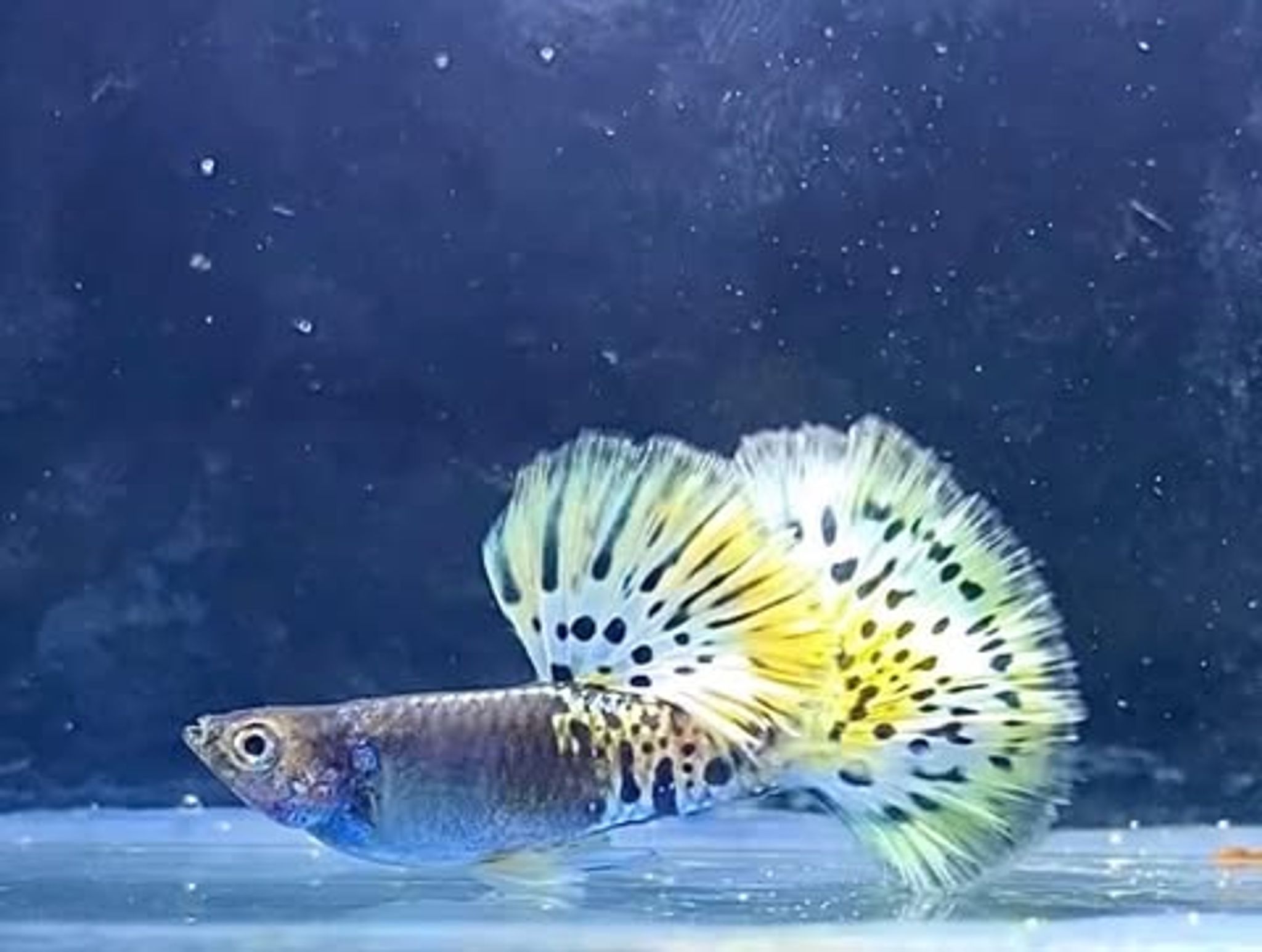 Metal Leopard