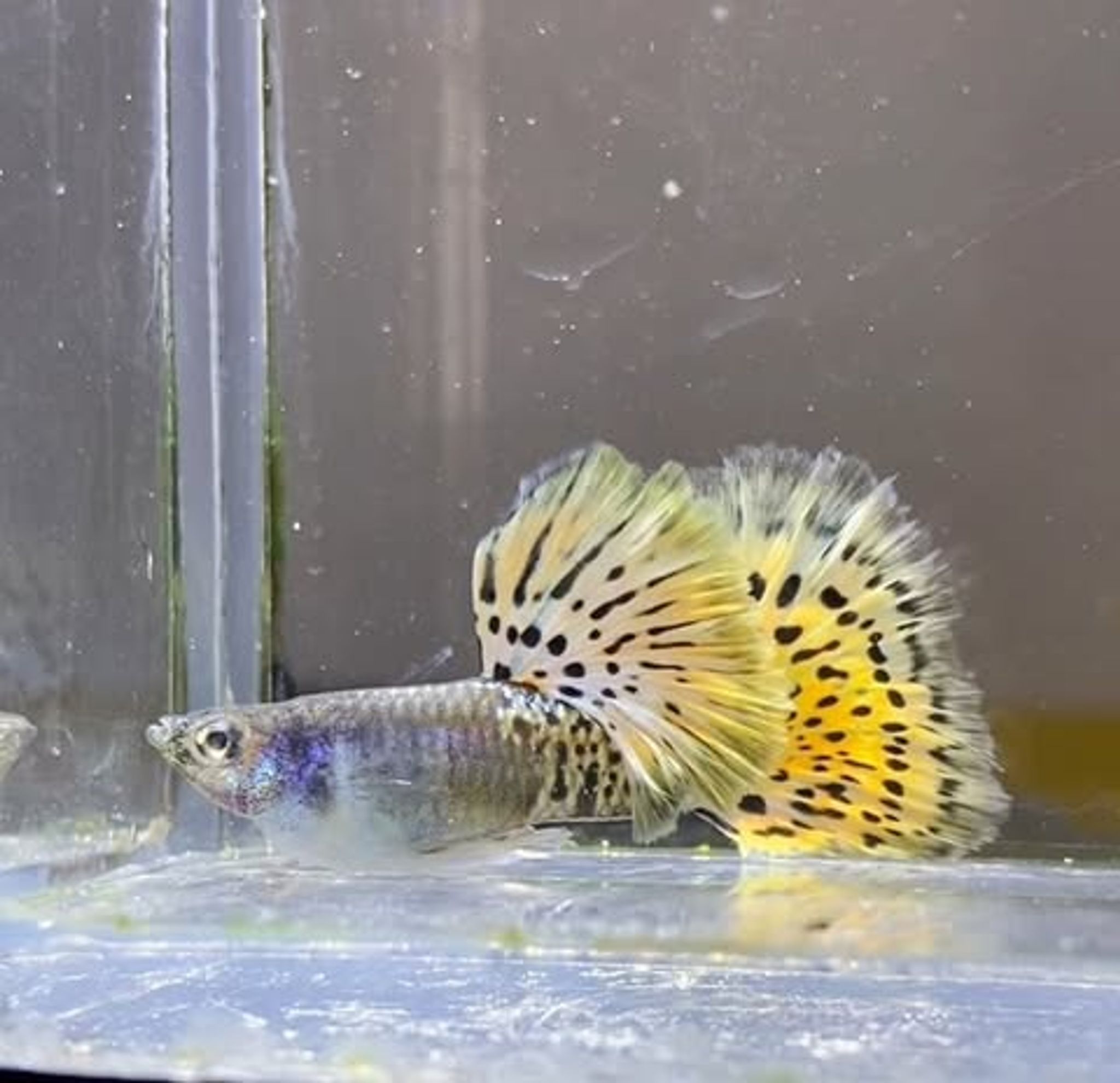 Metal Leopard