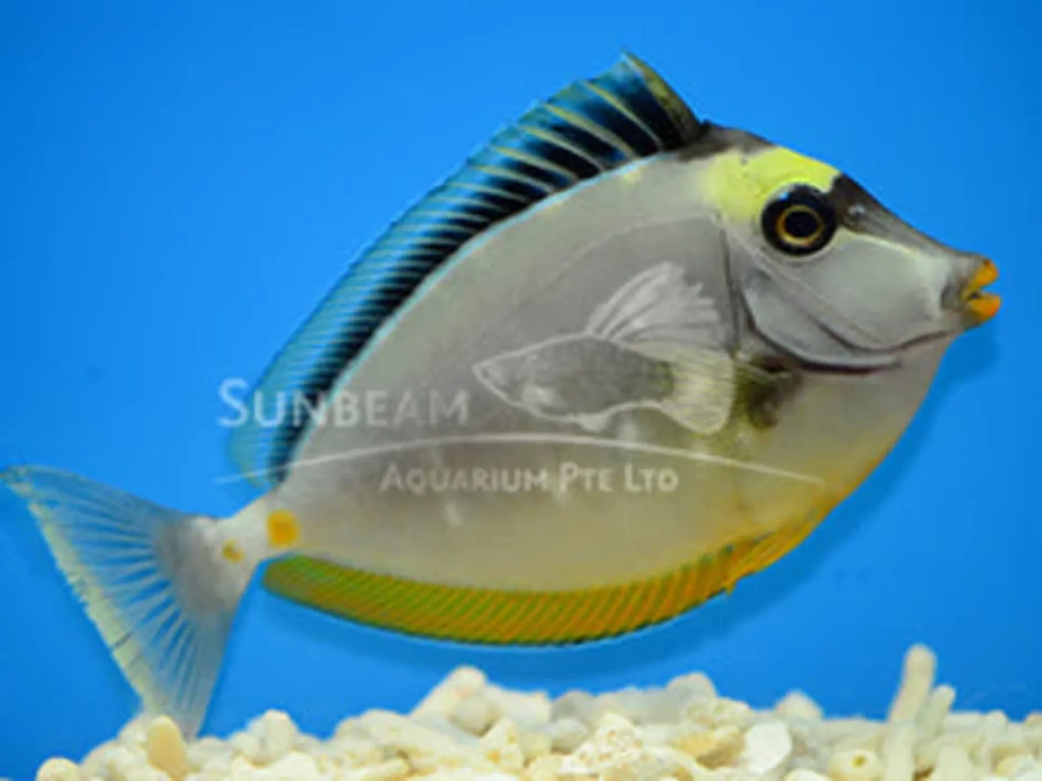 Lipstick tang Marine 6cm/ 10cm