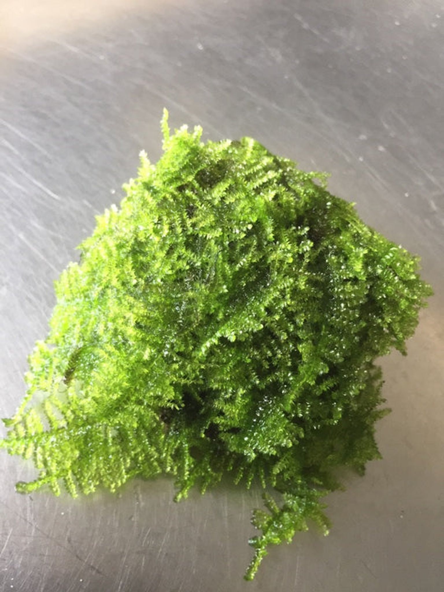 Live Christmas Moss on Natural Rocks – Easy Care Aquarium Plant Decor