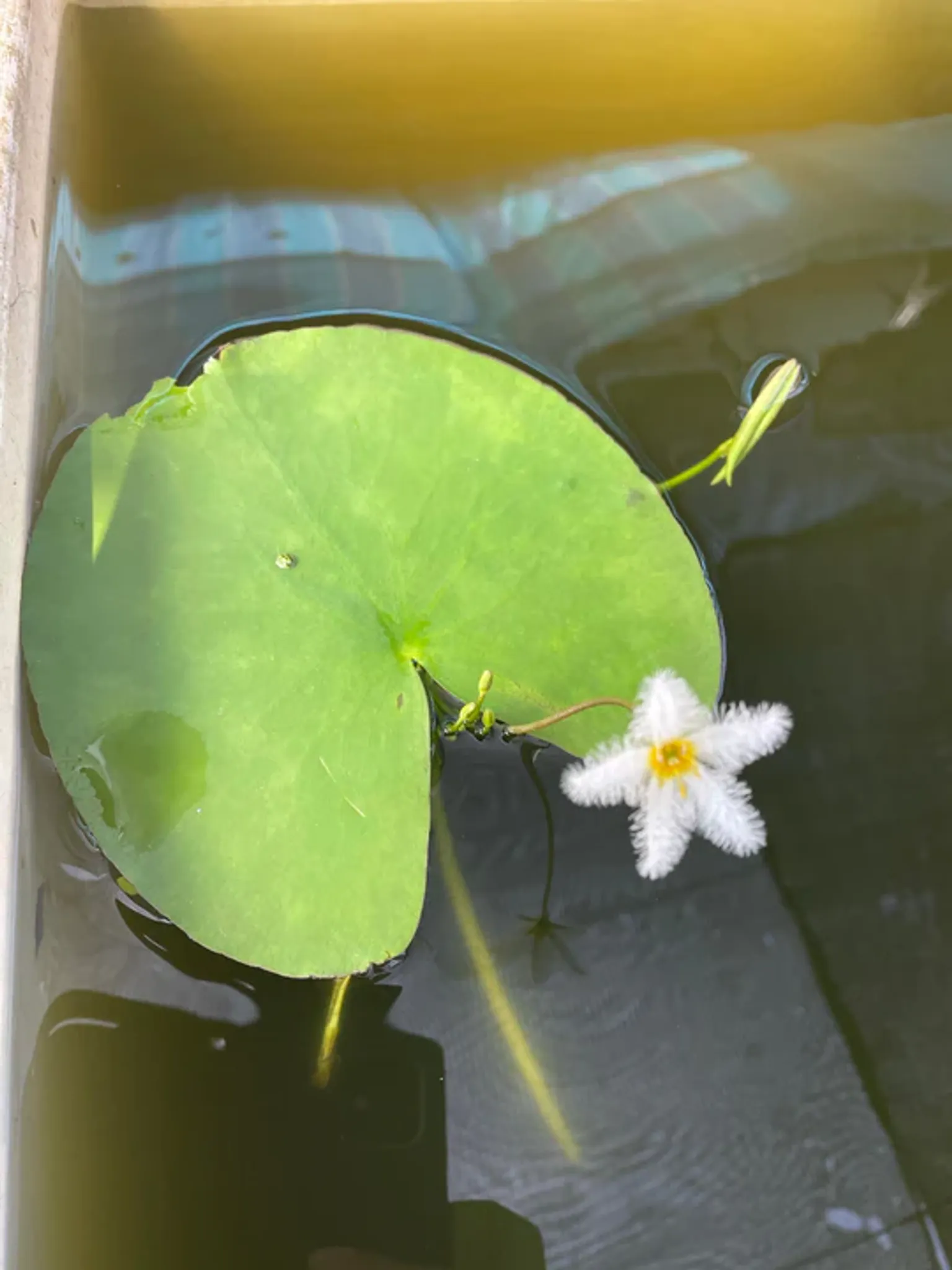 Live Nymphoides Indica Water Snowflake Aquatic Plant for Aquarium & Pond