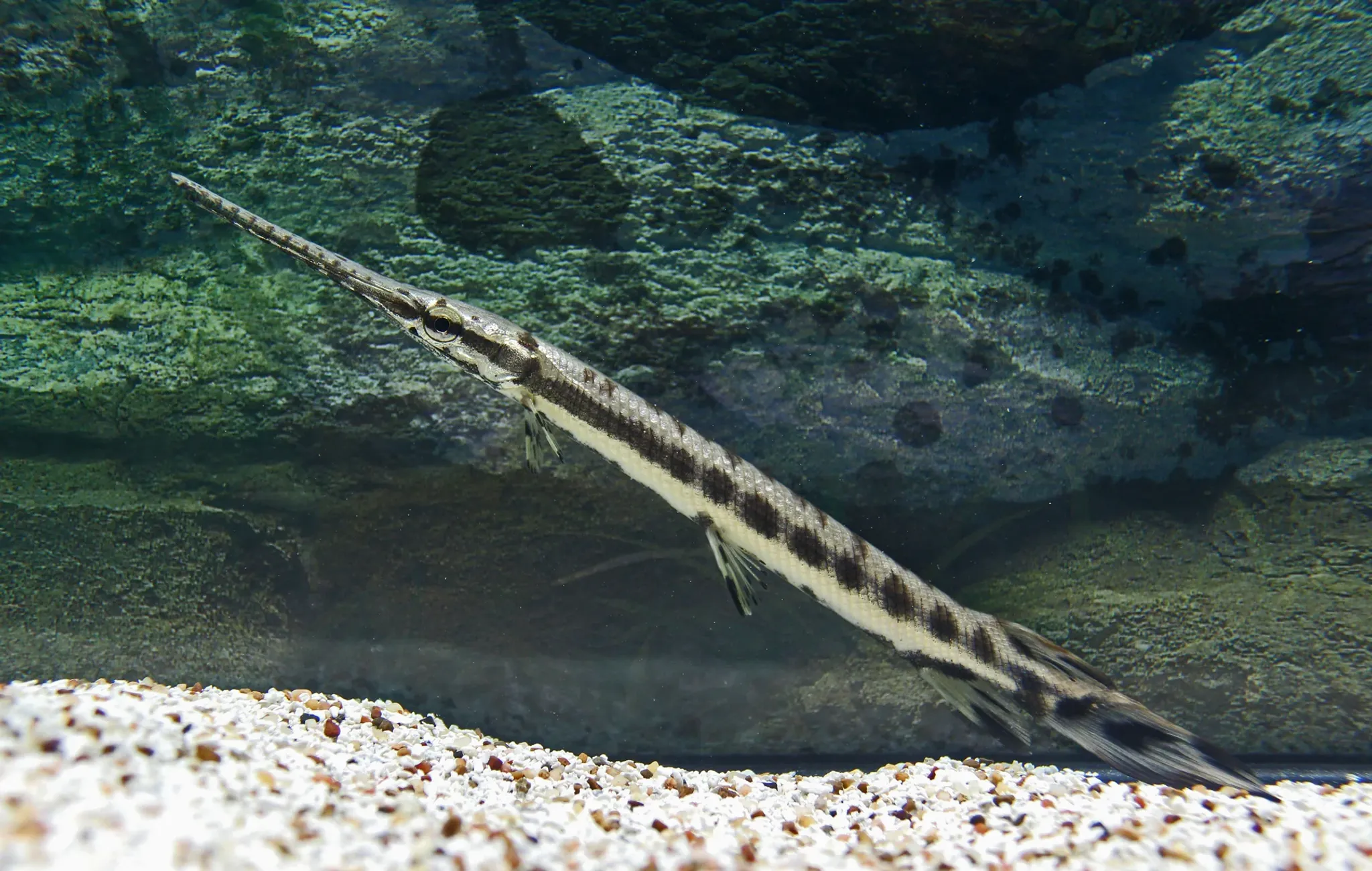 Long Nosed Gar