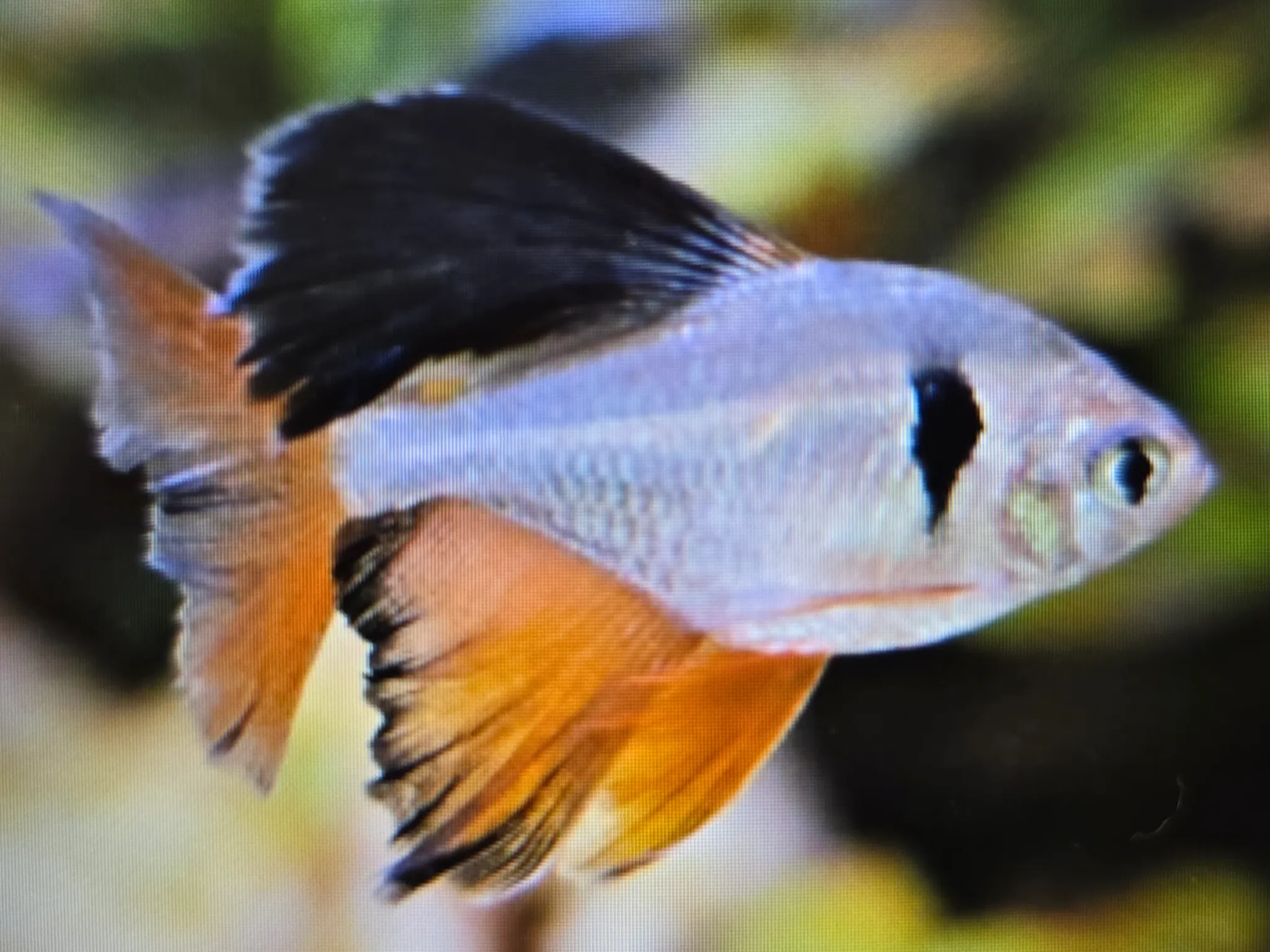 Long fin serpae tetra 3cm