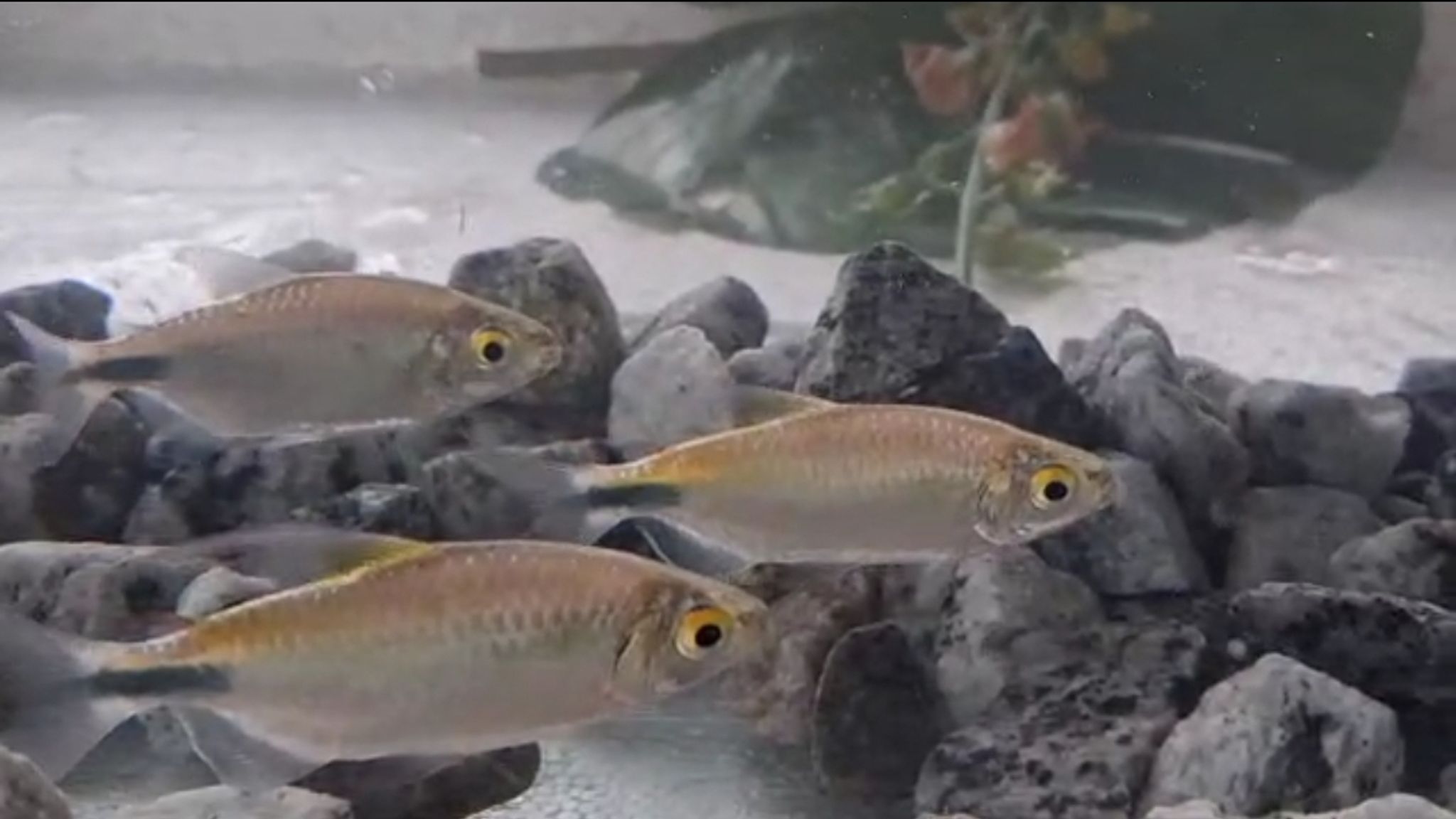 Long-fin Alestes Tetra (Hemigrammus caudalis)
