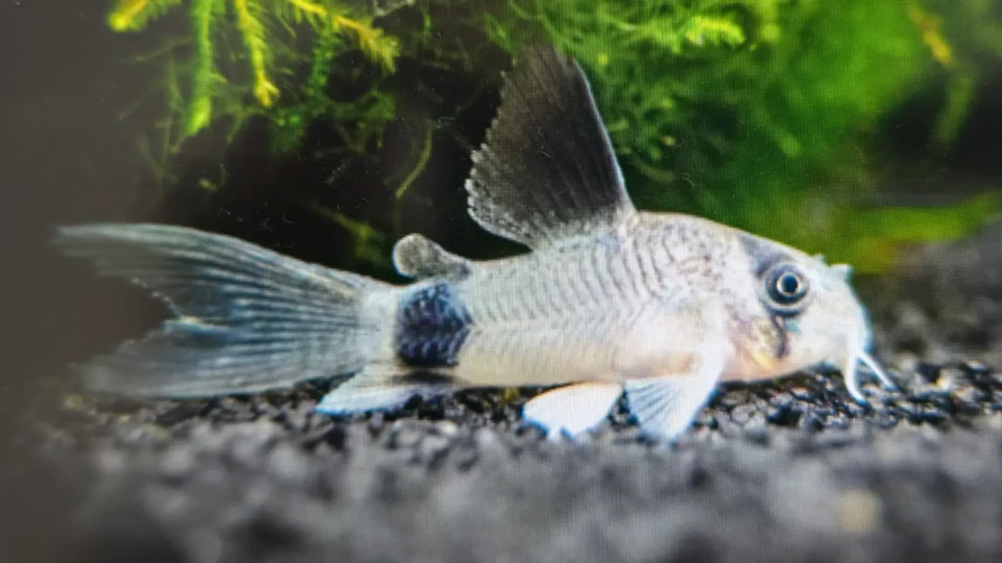 Longfin panda corydoras 3cm