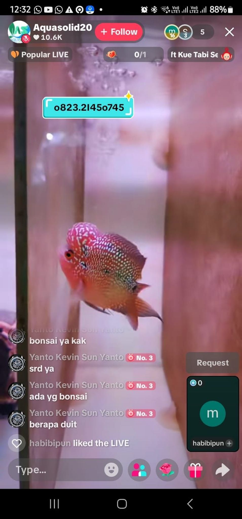 Louhan Super Red Dragon Short Body