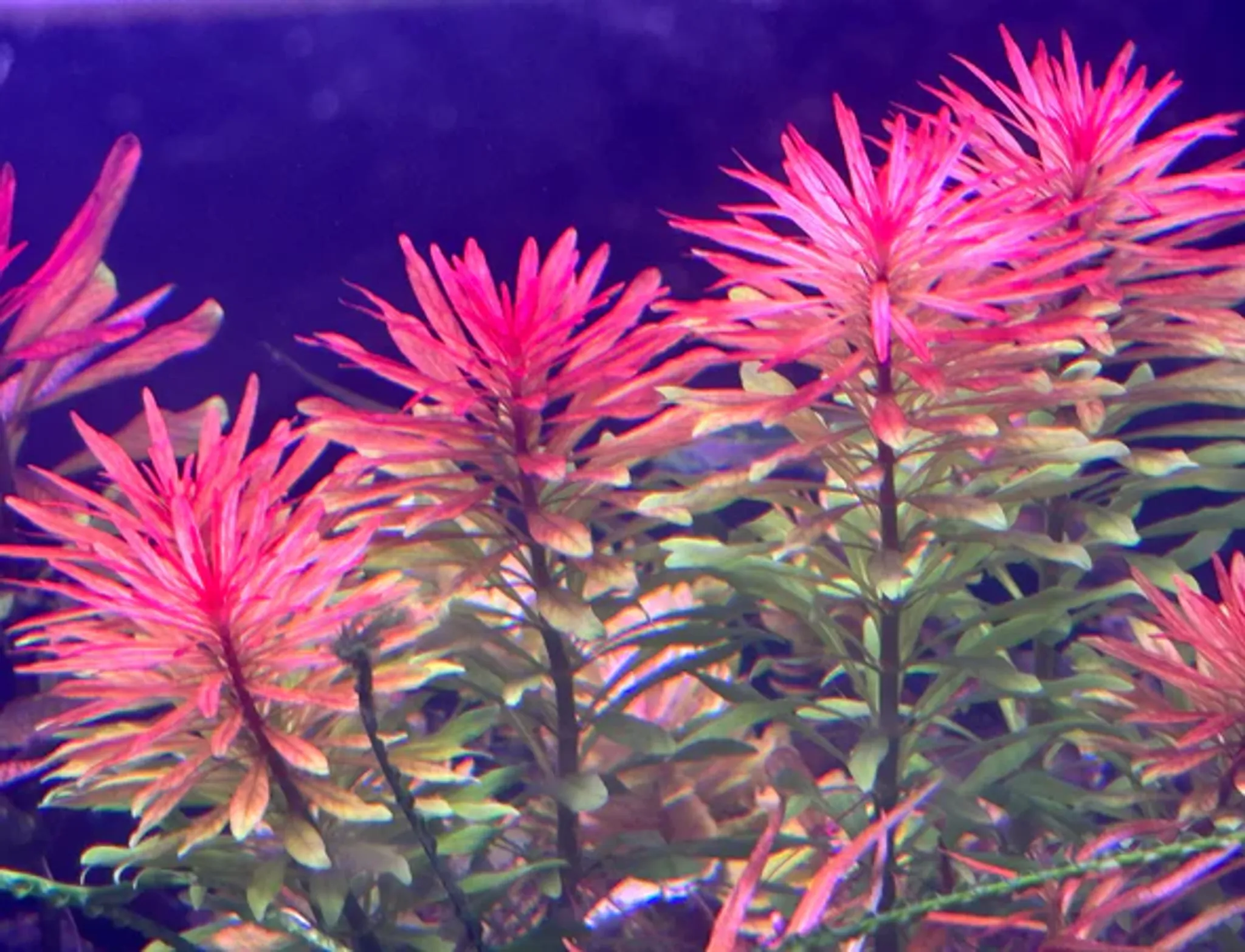 Ludwigia Inclinata 'Meta'