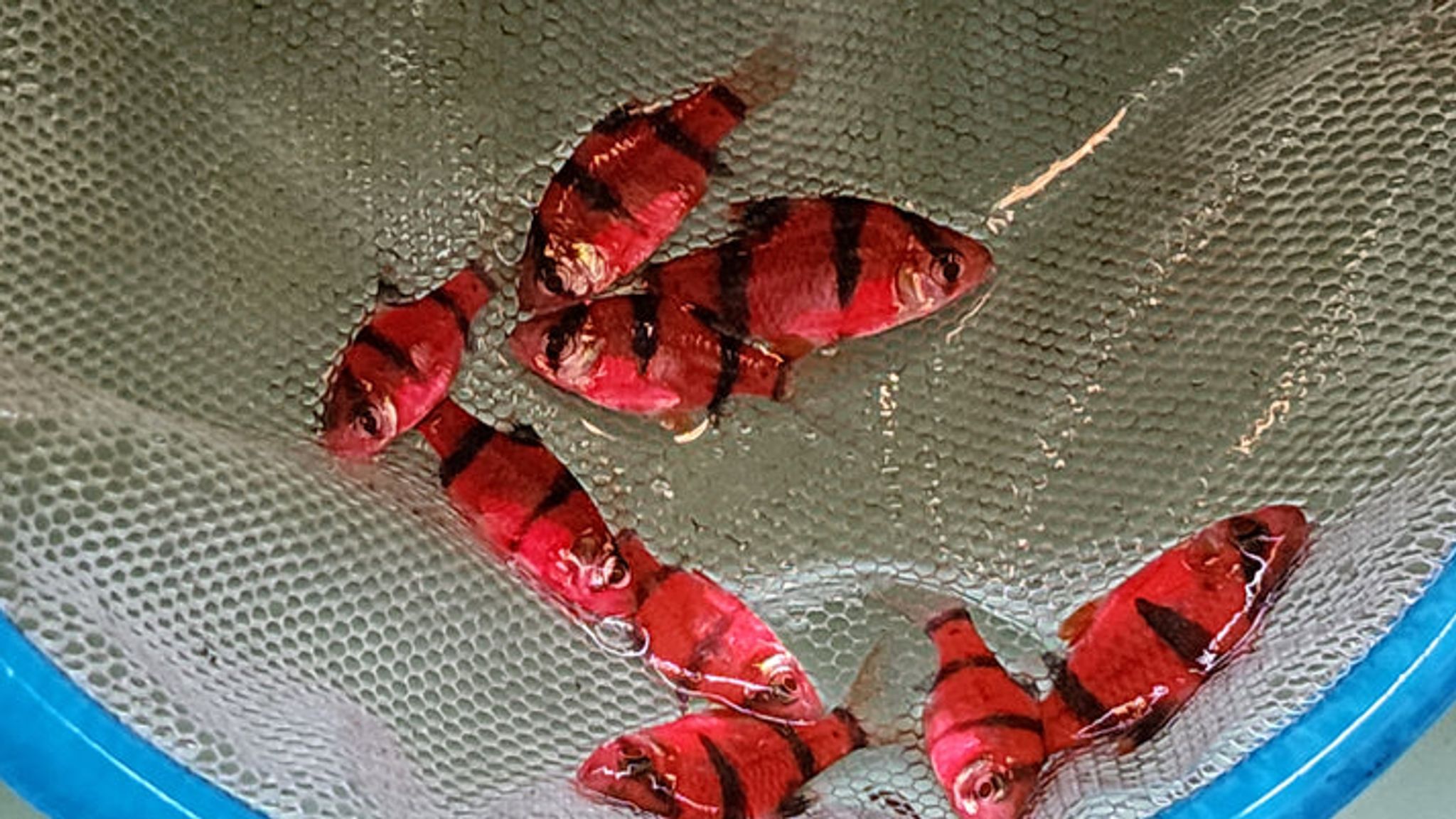 Luminous Red tiger barb 2.5cm