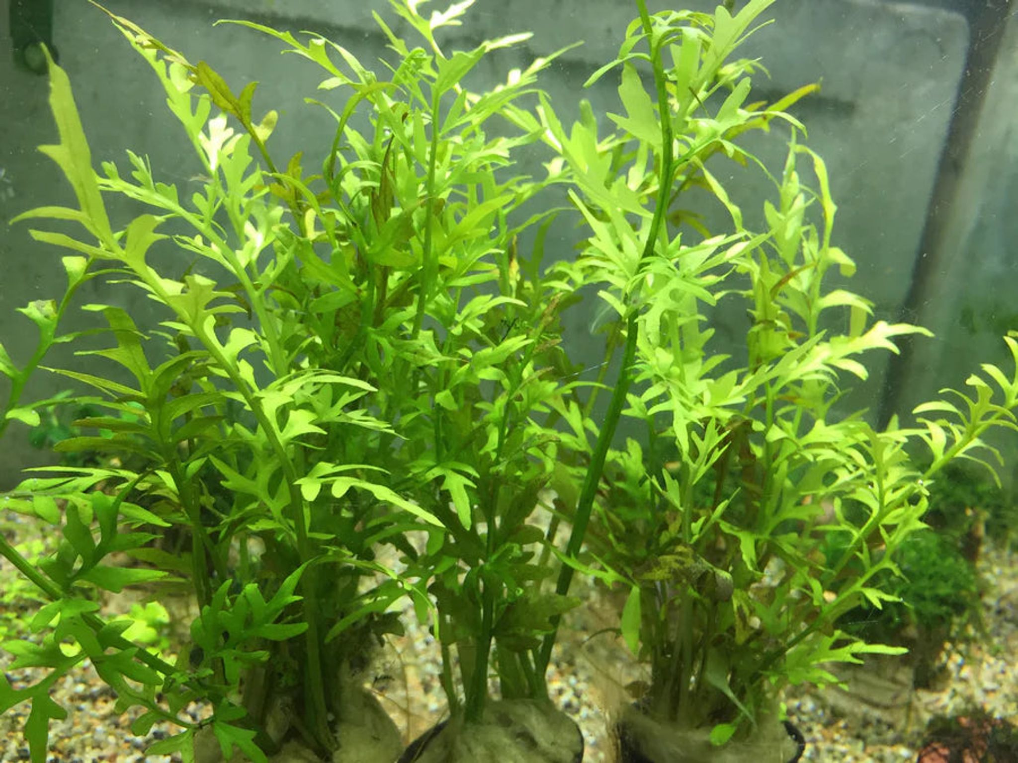 Lush Water Sprite Ceratopteris Thalictroides Live Aquarium Plant